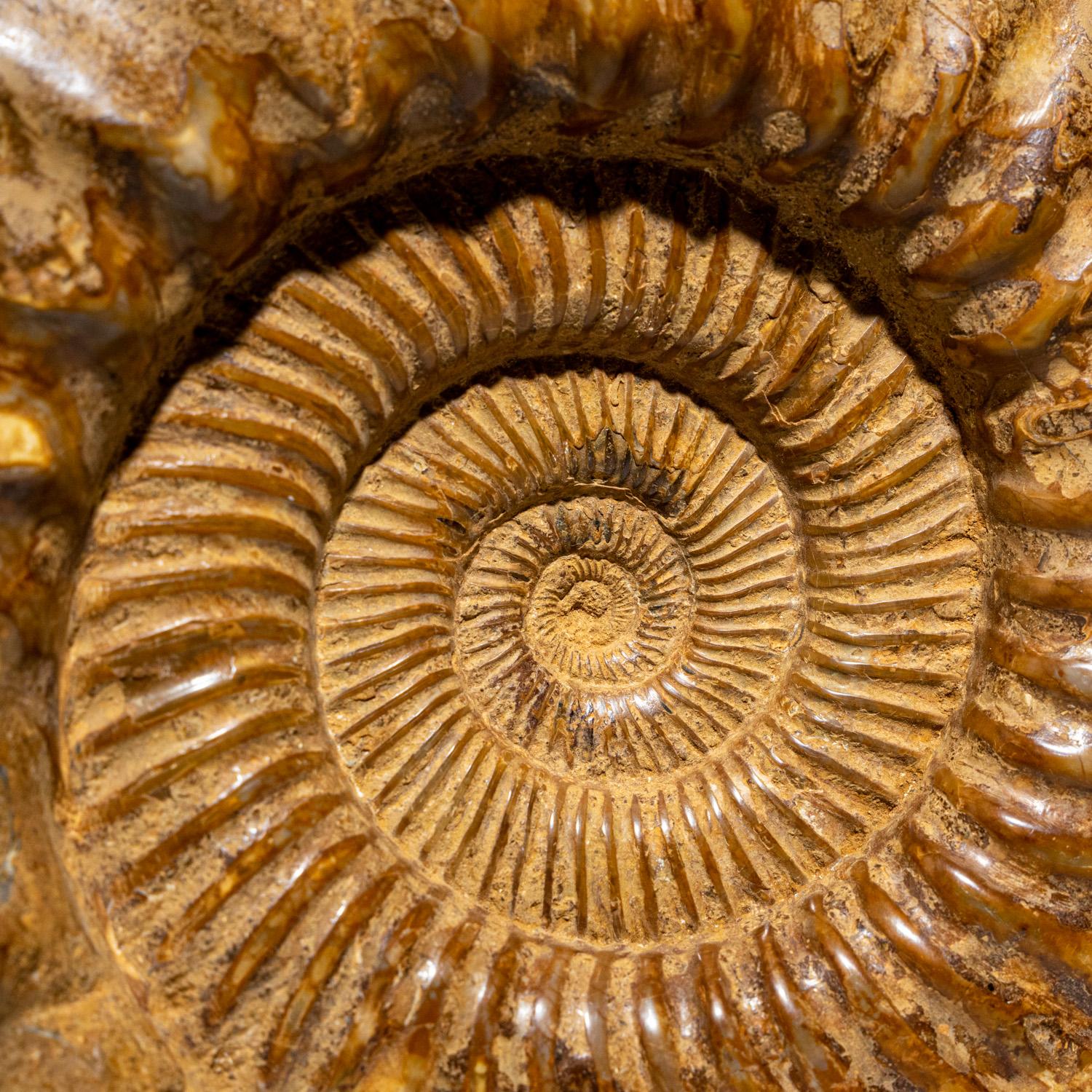 The fossilized shells of Ammonites are typically spiral-shaped, very much like that of the Nautilus. However, around 170 million years ago, these squid-like creatures began to build their shells in exotic, highly variable shapes. This specific