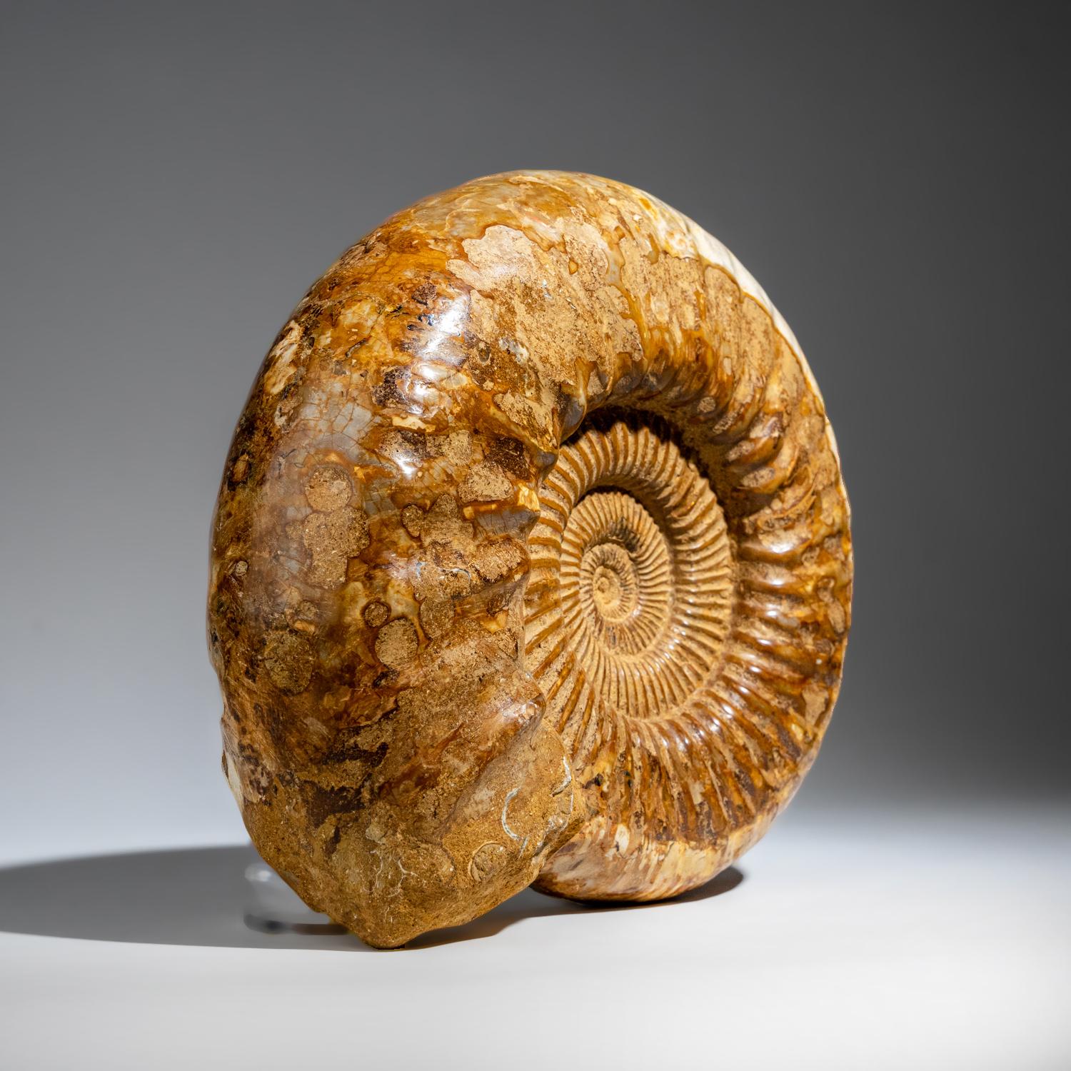 Natural Ammonite Fossil from Madagascar '10.8 lbs' In Excellent Condition In New York, NY