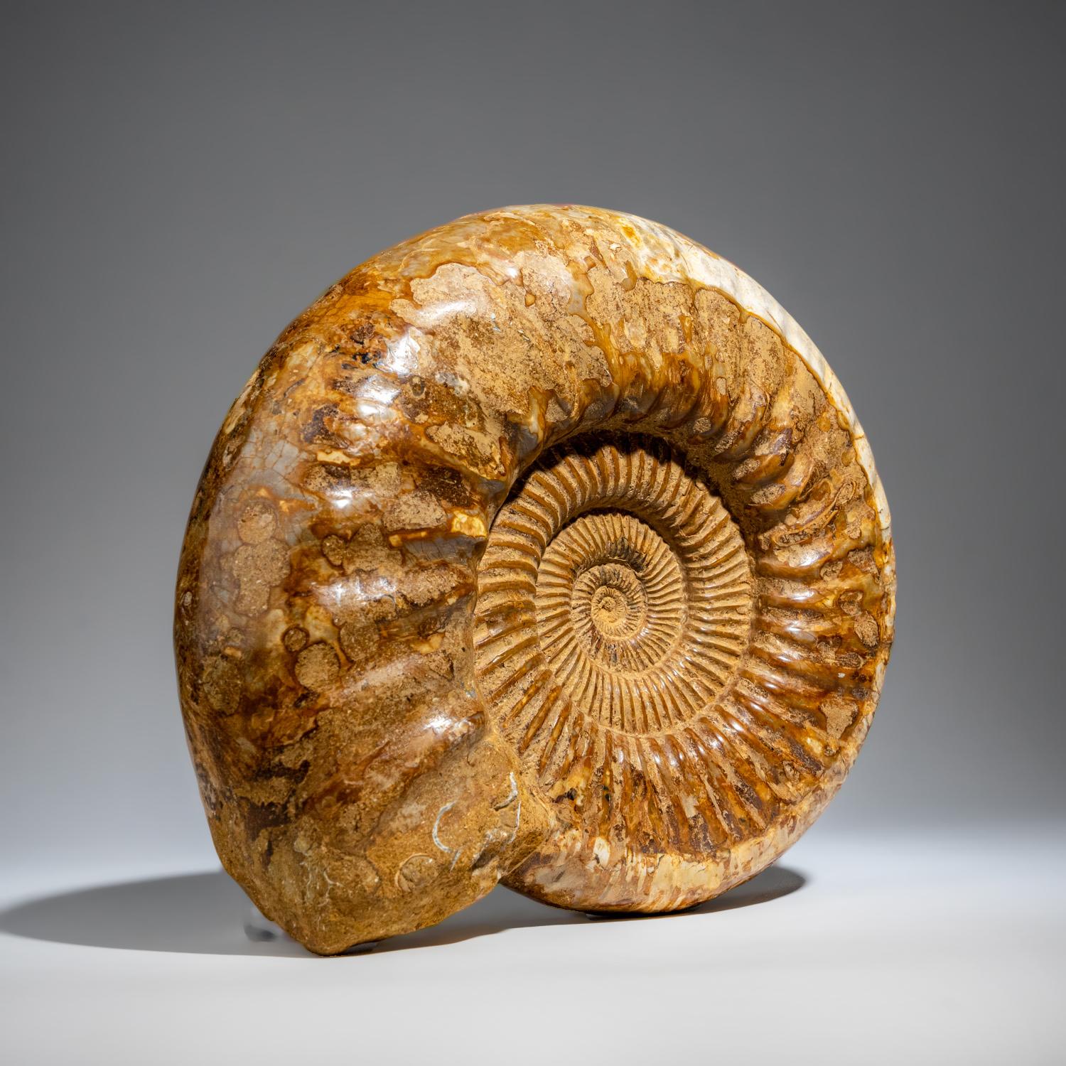 18th Century and Earlier Natural Ammonite Fossil from Madagascar '10.8 lbs'