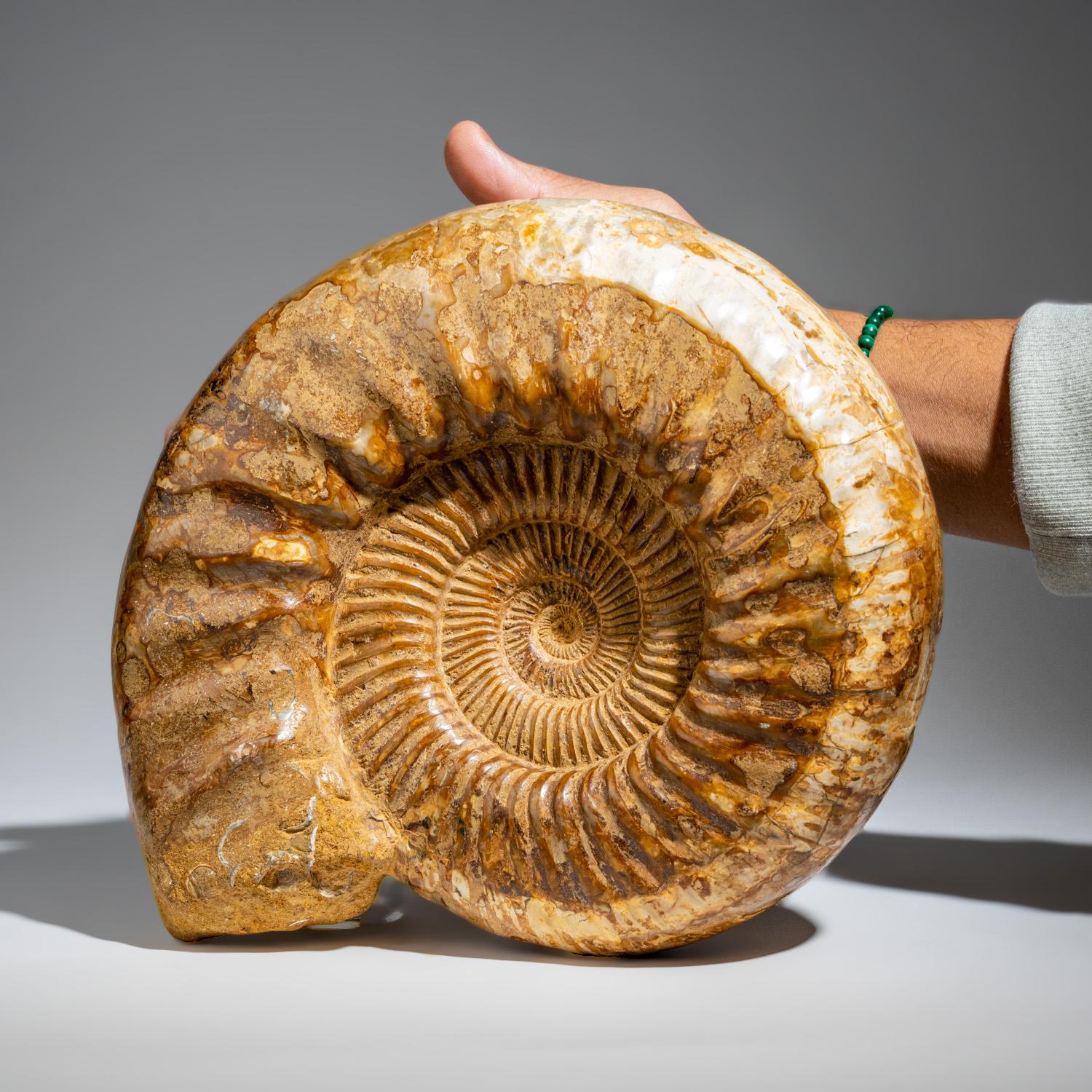 Other Natural Ammonite Fossil from Madagascar '10.8 lbs'