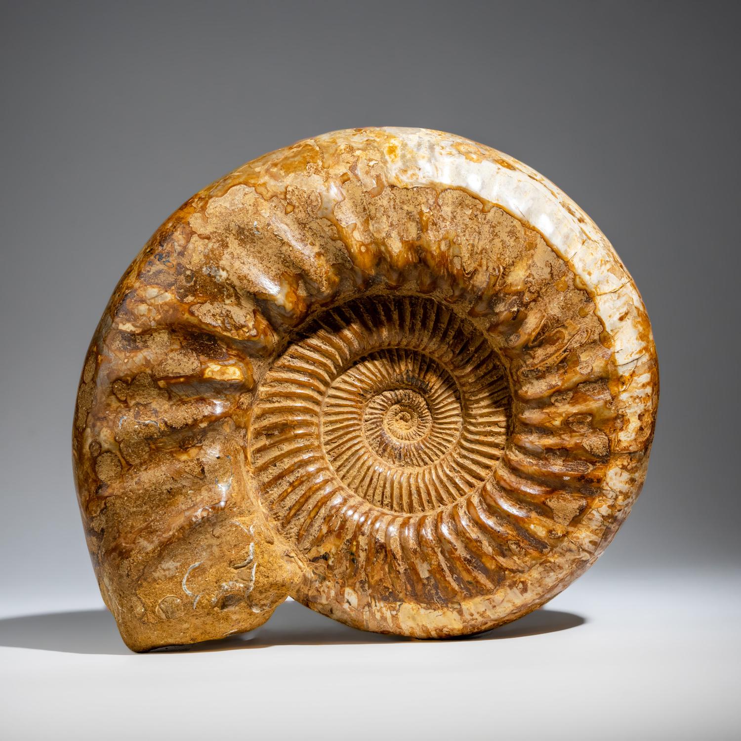 Natural Ammonite Fossil from Madagascar '10.8 lbs' 1