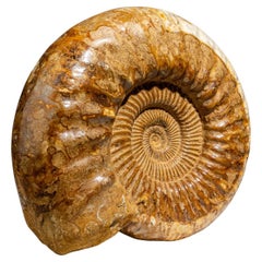 Natural Ammonite Fossil from Madagascar '10.8 lbs'