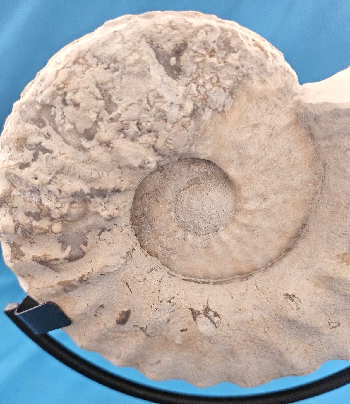 Natürliches Ammonitenfossil Exemplar Mortoniceras Drakeoceras 110 Millionen Jahre alt im Angebot 2