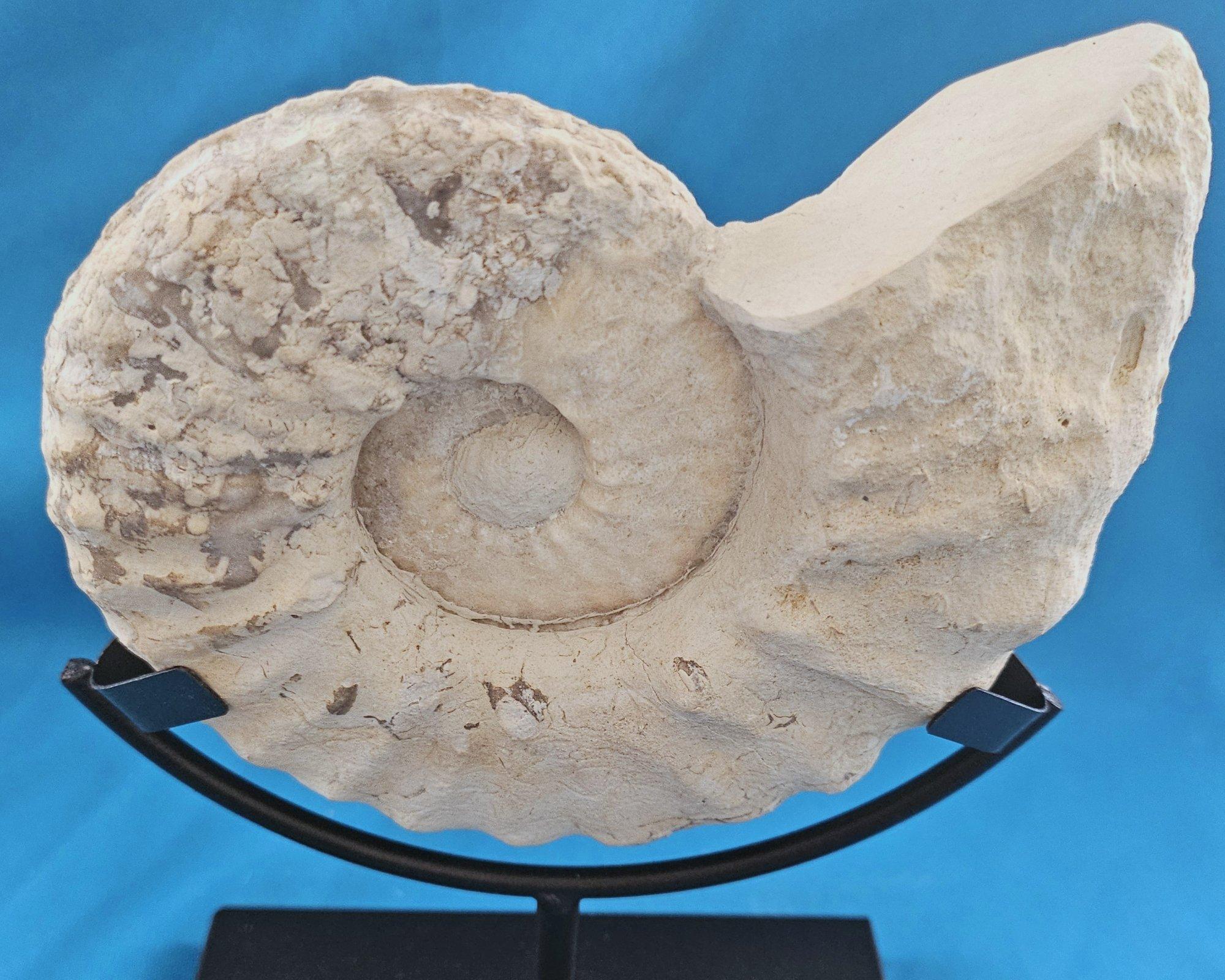 Natürliches Ammonitenfossil Exemplar Mortoniceras Drakeoceras 110 Millionen Jahre alt im Angebot 3