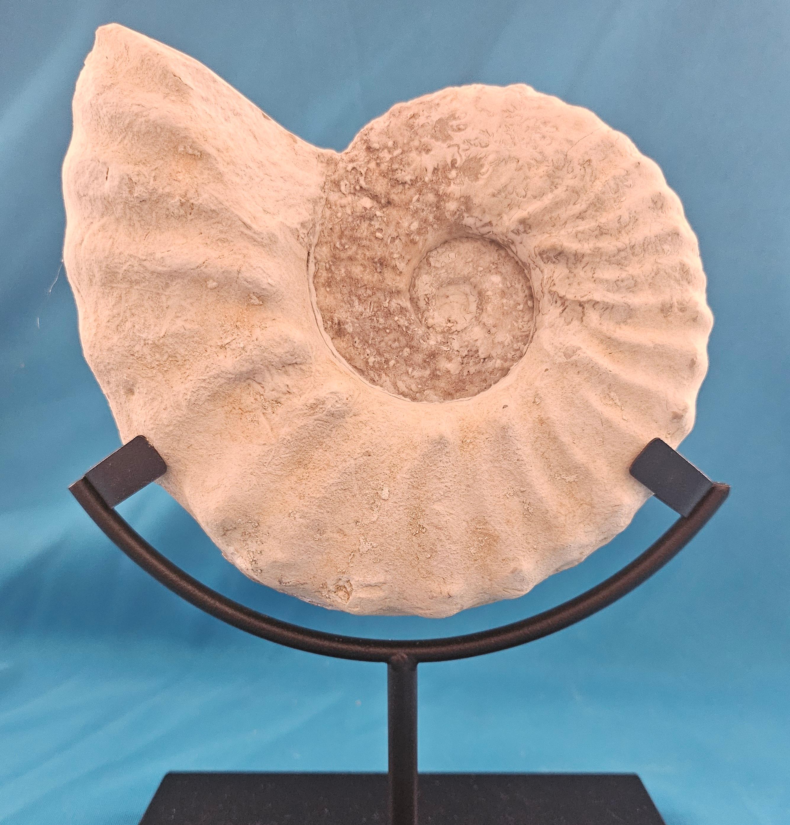 Natürliches Ammonitenfossil Exemplar Mortoniceras Drakeoceras 110 Millionen Jahre alt im Angebot 4
