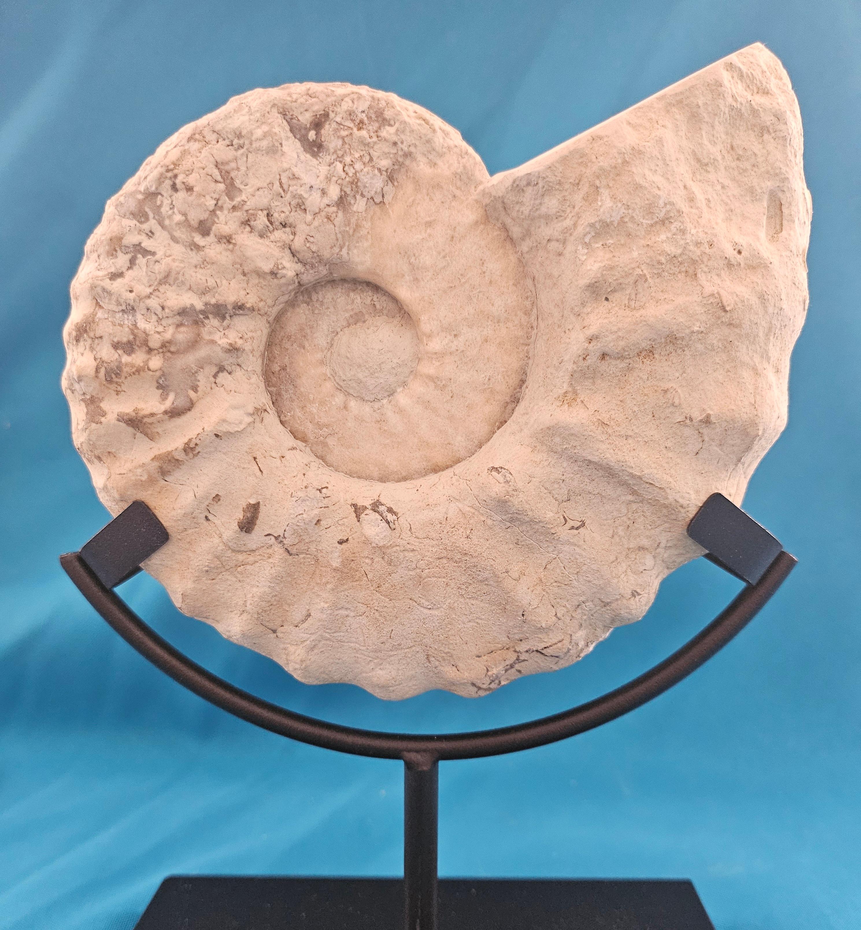 Natürliches Ammonitenfossil Exemplar Mortoniceras Drakeoceras 110 Millionen Jahre alt im Angebot 5