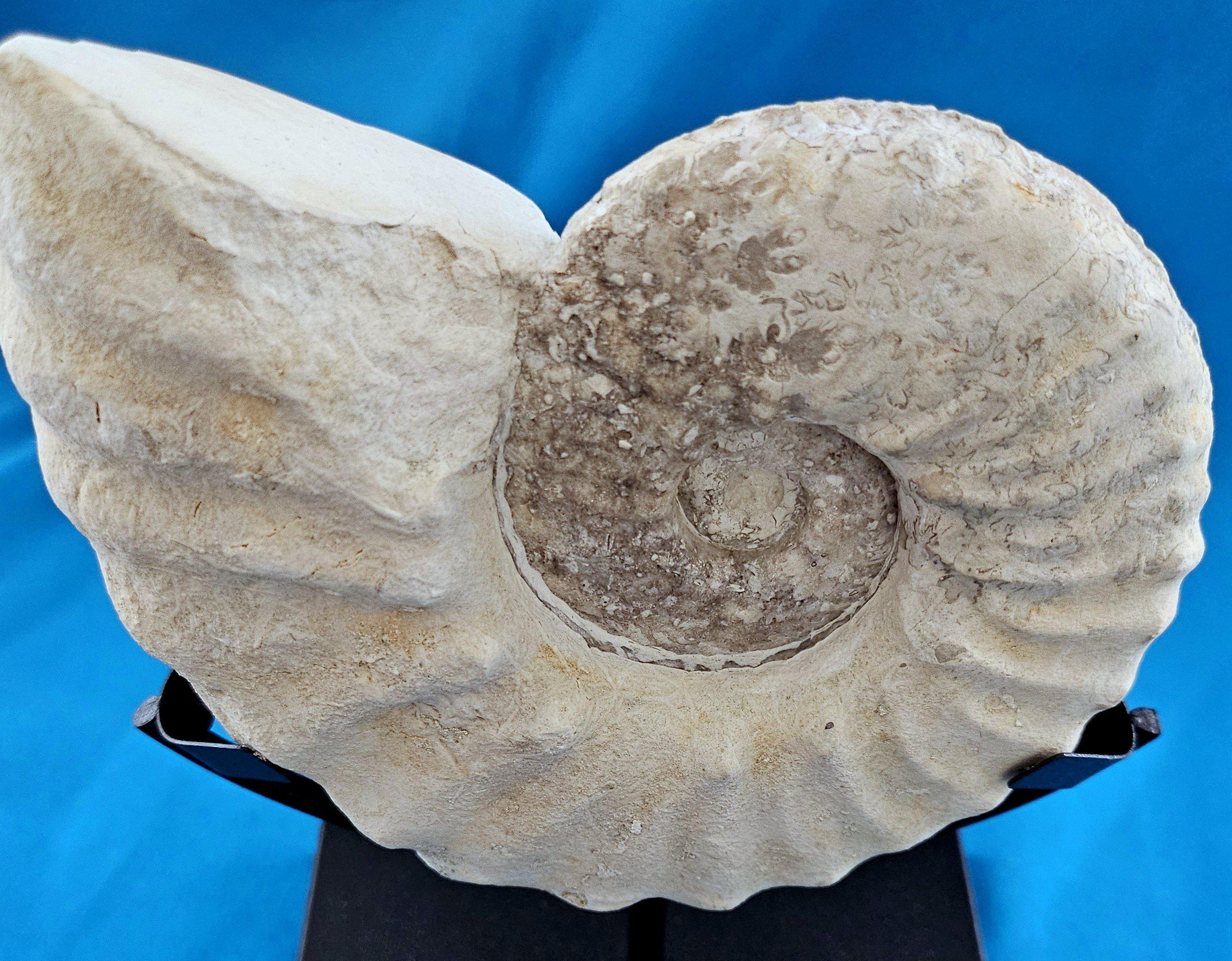 Natürliches Ammonitenfossil Exemplar Mortoniceras Drakeoceras 110 Millionen Jahre alt im Angebot 6