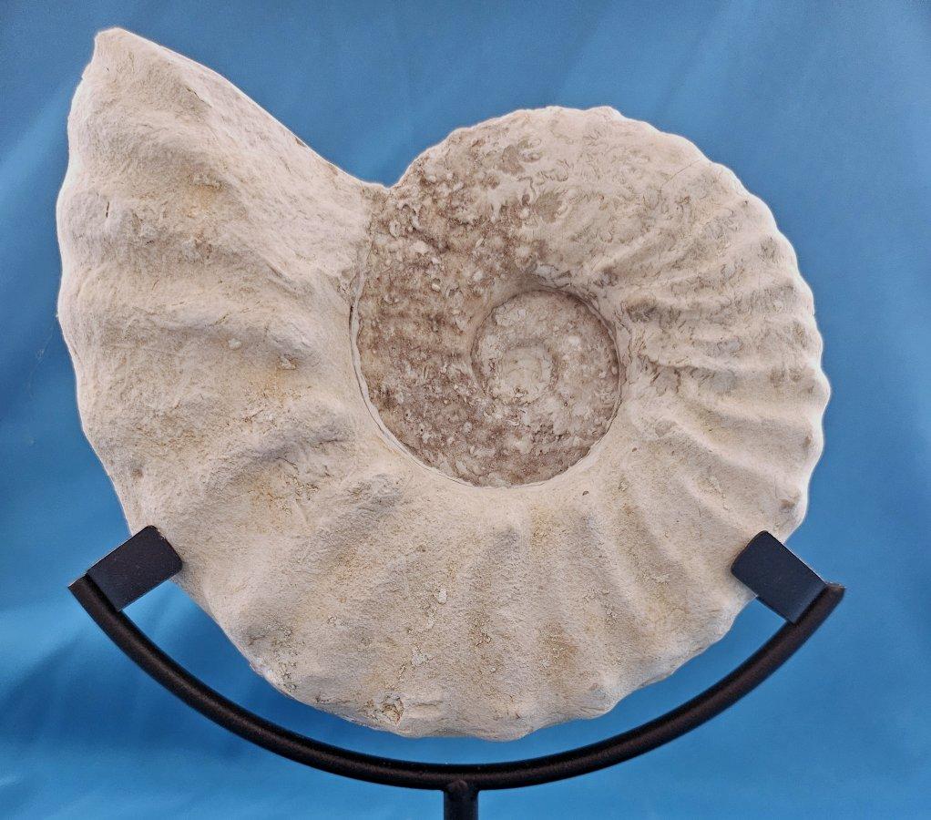 Natürliches Ammonitenfossil Exemplar Mortoniceras Drakeoceras 110 Millionen Jahre alt ca.
Wir lieben die Eleganz dieses Ammoniten und freuen uns, ihn hier präsentieren zu können.  
Das blättrige Nahtmuster ist bei einigen Exemplaren zu sehen, ebenso