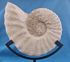 Specimen fossile di ammonite Nature Mortoniceras Drakeoceras di 110 milioni di anni fa