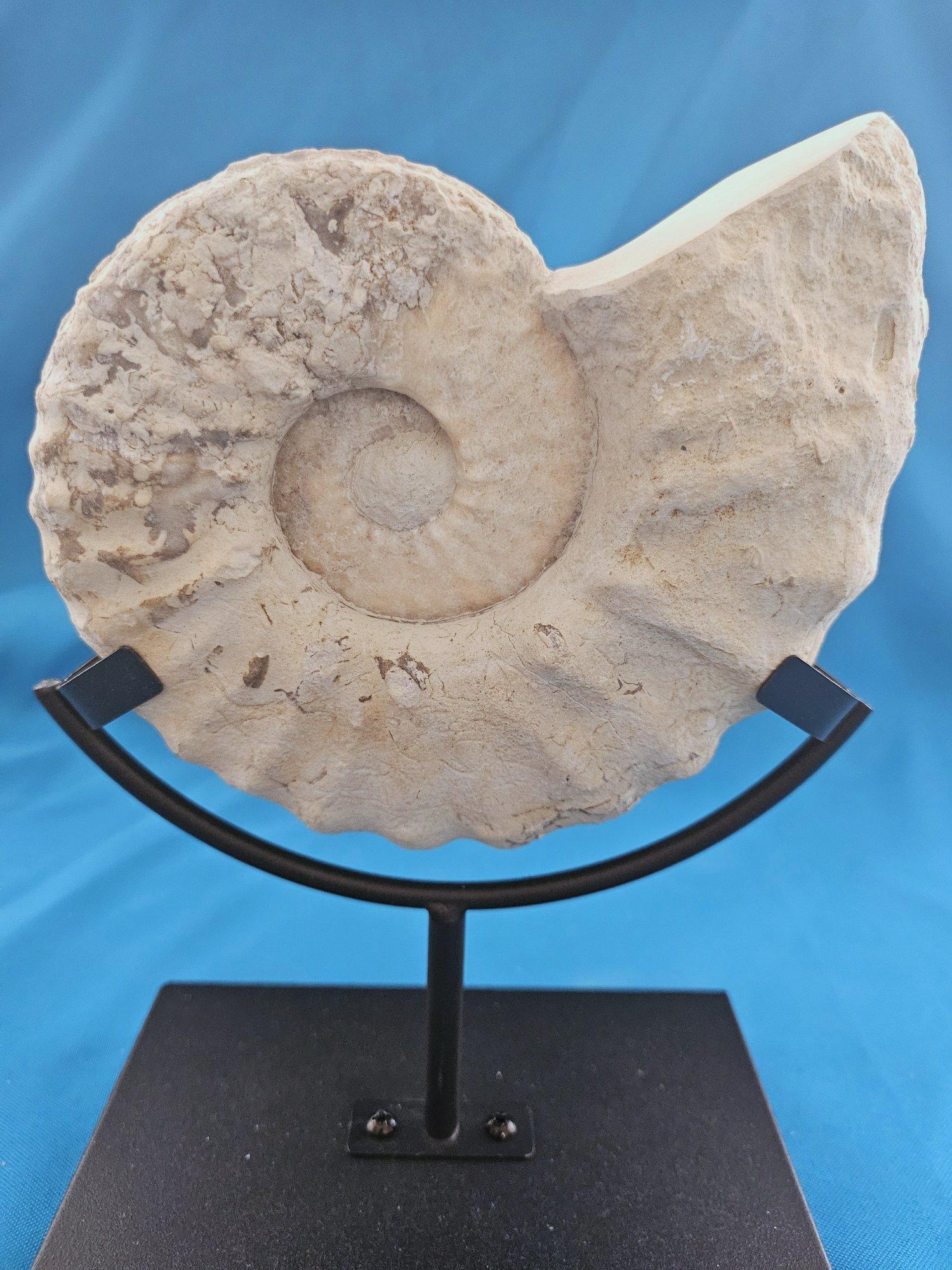 Natürliches Ammonitenfossil Exemplar Mortoniceras Drakeoceras 110 Millionen Jahre alt (Organische Moderne) im Angebot