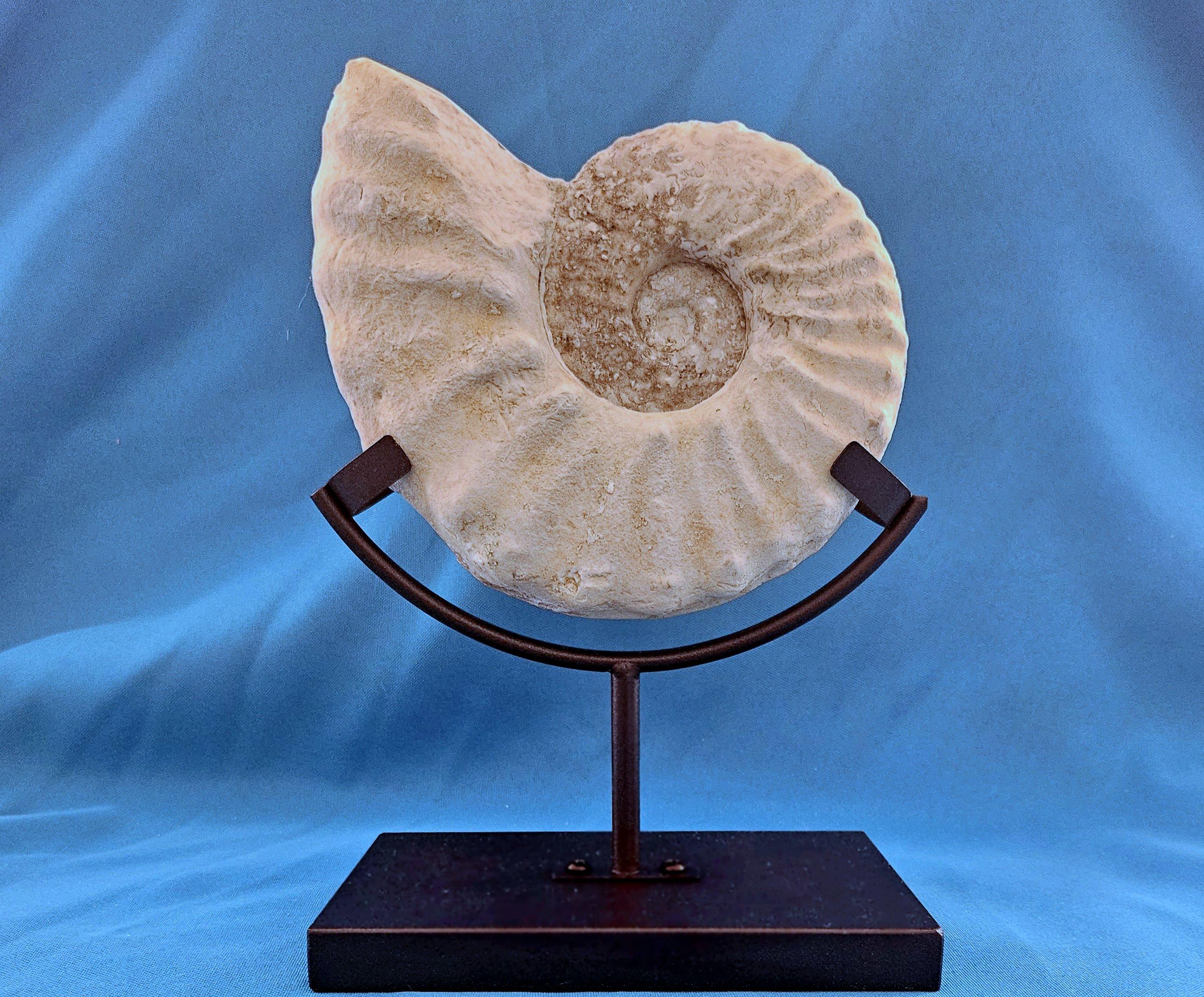 Natürliches Ammonitenfossil Exemplar Mortoniceras Drakeoceras 110 Millionen Jahre alt (amerikanisch) im Angebot
