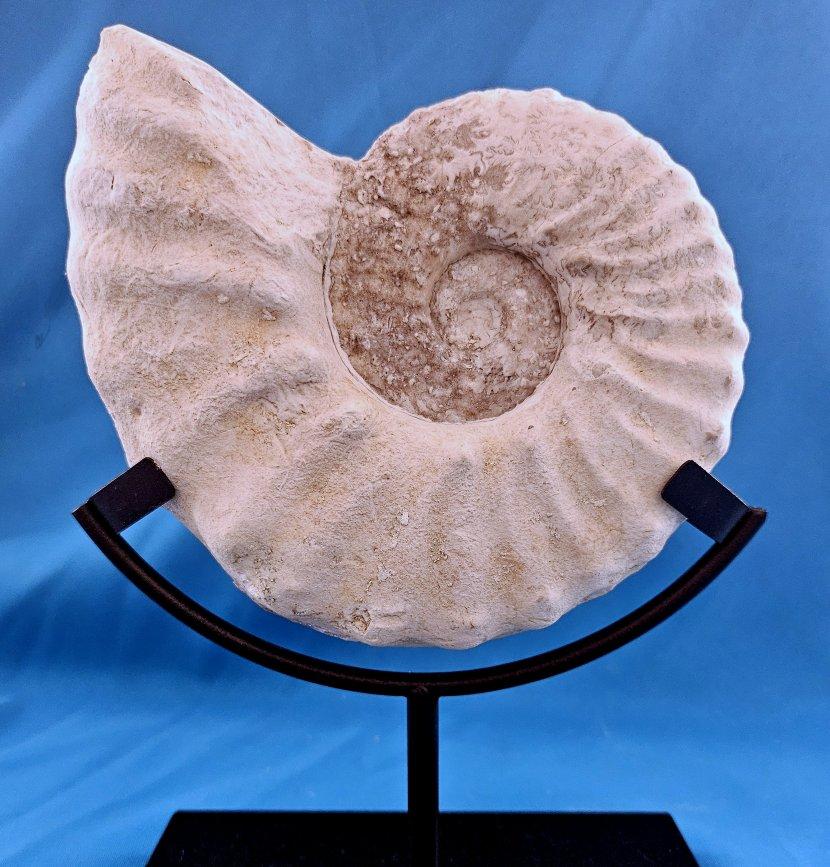 Natürliches Ammonitenfossil Exemplar Mortoniceras Drakeoceras 110 Millionen Jahre alt (Sonstiges) im Angebot