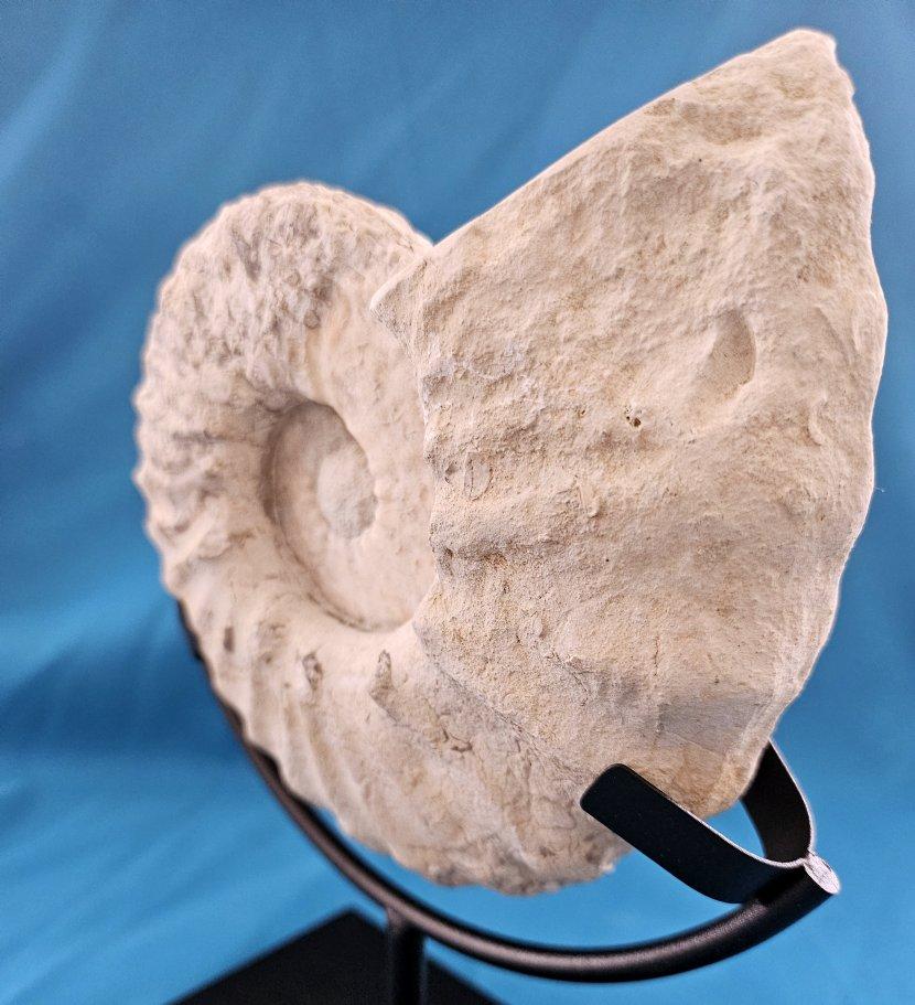 Natürliches Ammonitenfossil Exemplar Mortoniceras Drakeoceras 110 Millionen Jahre alt im Zustand „Gut“ im Angebot in Warrenton, OR