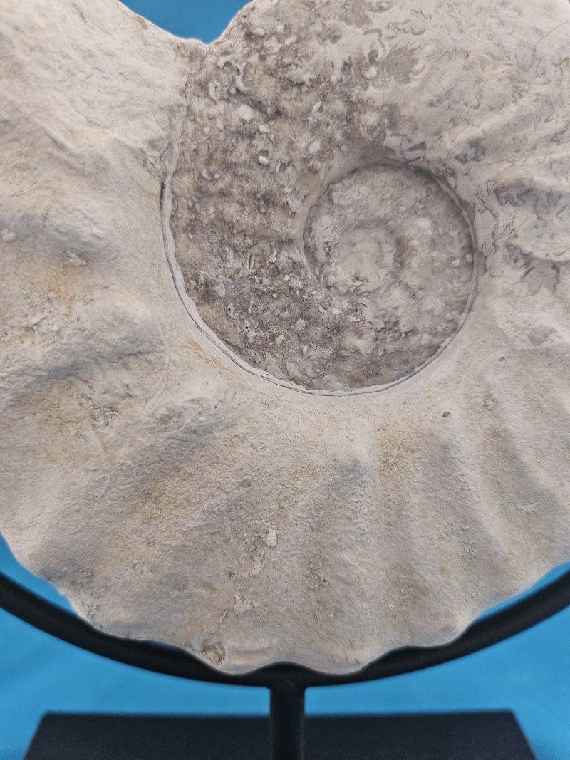 Natürliches Ammonitenfossil Exemplar Mortoniceras Drakeoceras 110 Millionen Jahre alt (Muschel) im Angebot