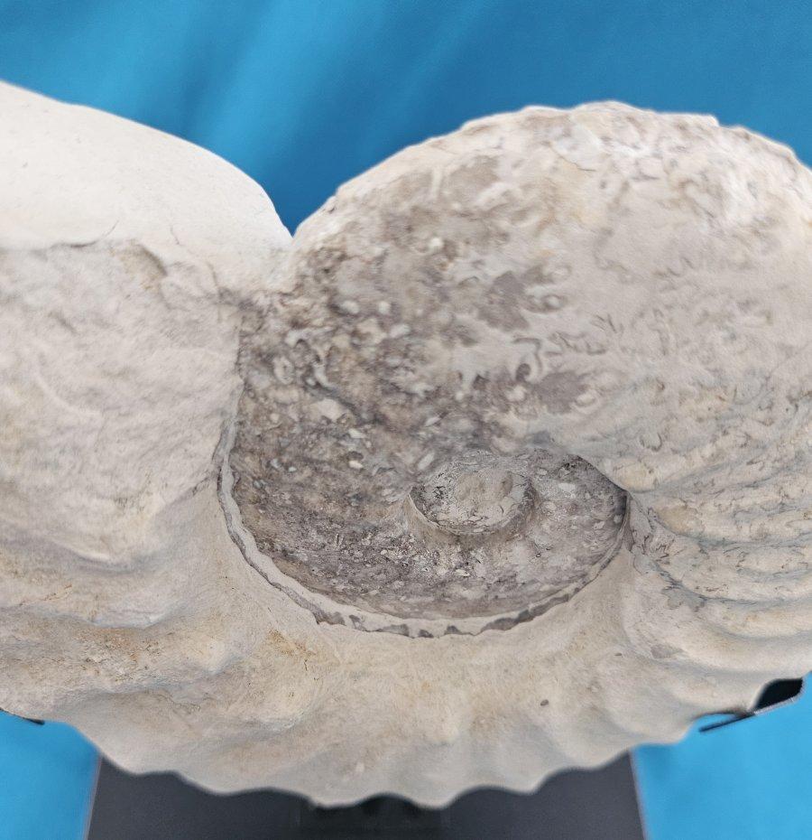 Natürliches Ammonitenfossil Exemplar Mortoniceras Drakeoceras 110 Millionen Jahre alt im Angebot 1