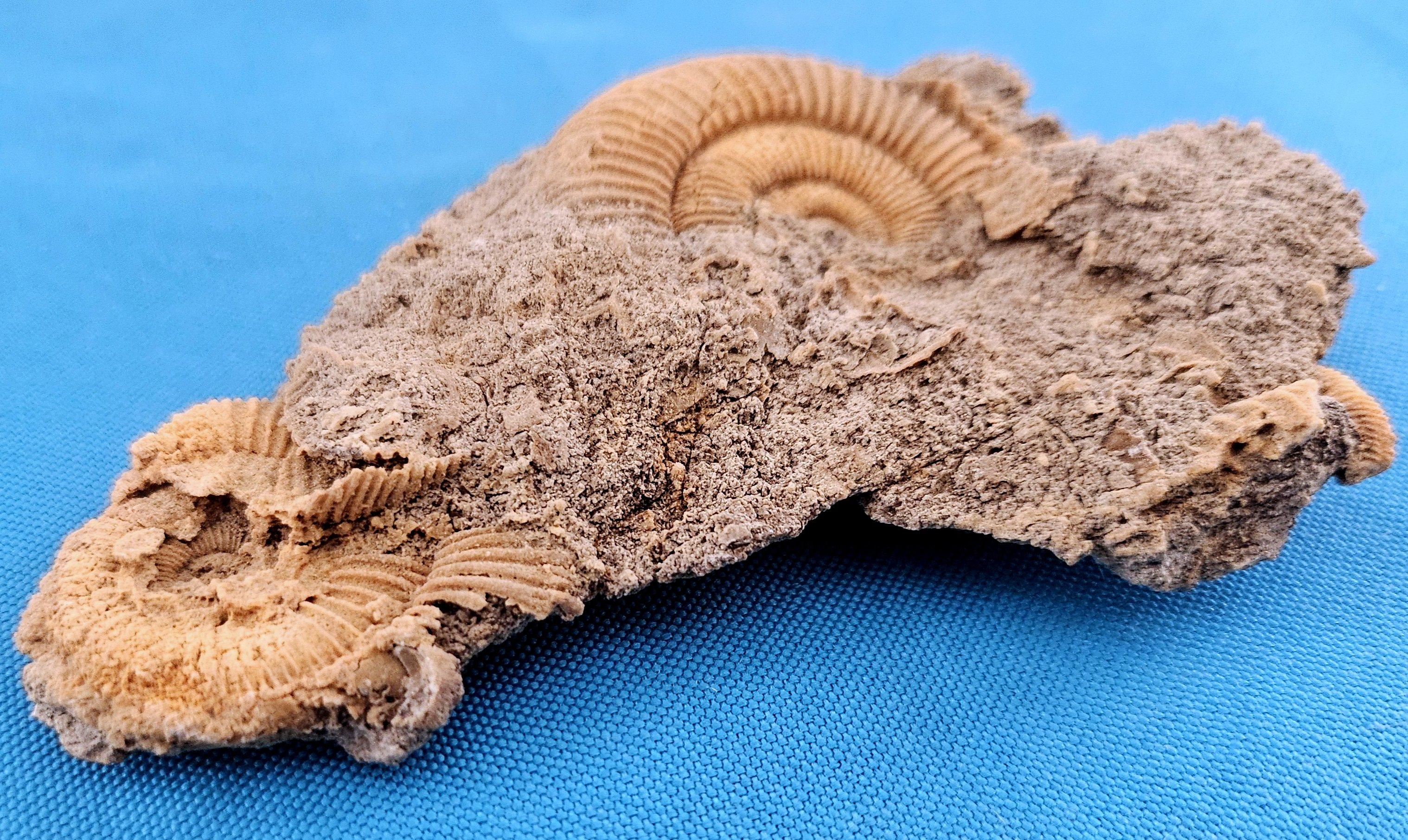 Fósiles naturales de ammonites que emergen de la matriz, especie desconocida en venta 2