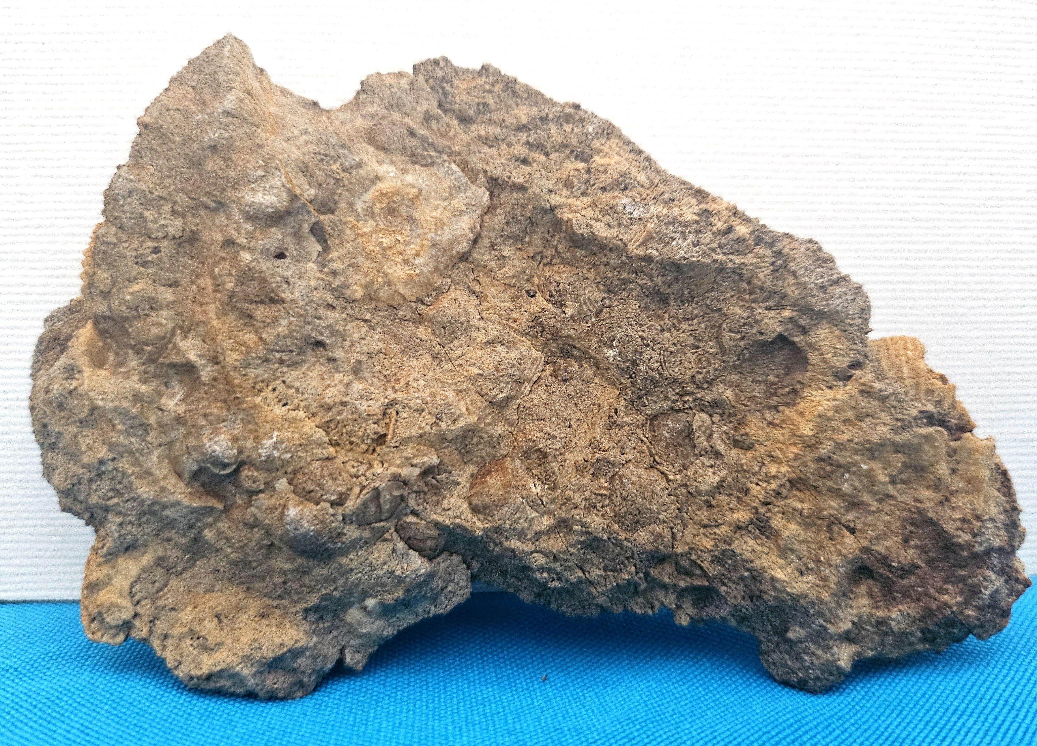 Fósiles naturales de ammonites que emergen de la matriz, especie desconocida en venta 3