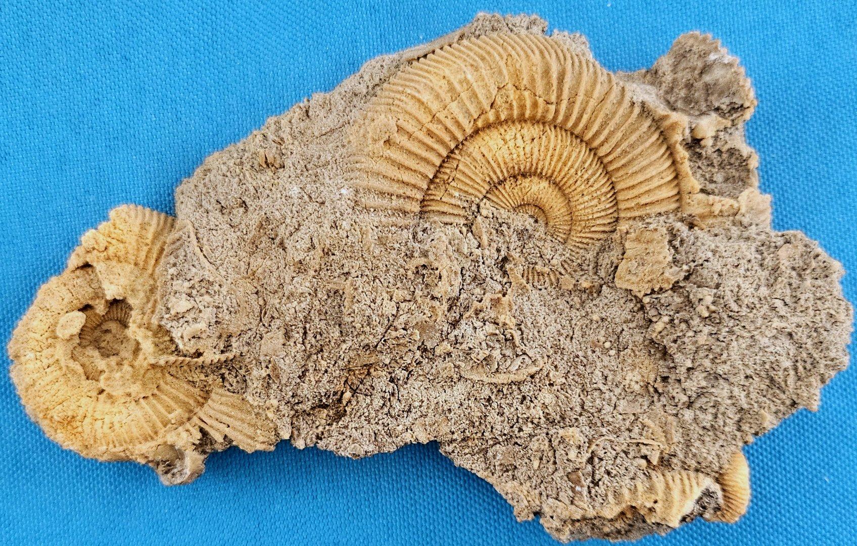 Fósiles naturales de ammonites que emergen de la matriz, especie desconocida en venta 4