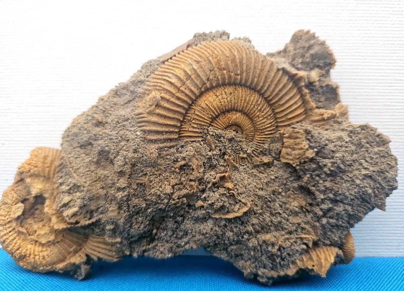 Fósiles naturales de ammonites que emergen de la matriz, especie desconocida 
En total, mide unos 10 cm de ancho. En este caso no conocemos la especie ni dónde se encontró el fósil.
Al tratarse de un fósil prehistórico, mostrará su edad (¡por