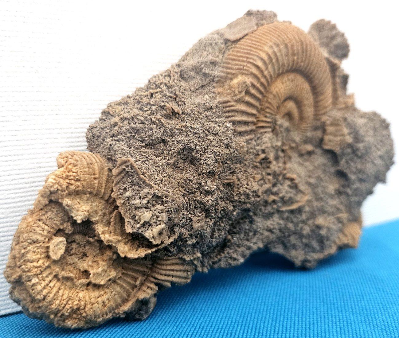 Fósiles naturales de ammonites que emergen de la matriz, especie desconocida Moderno orgánico en venta