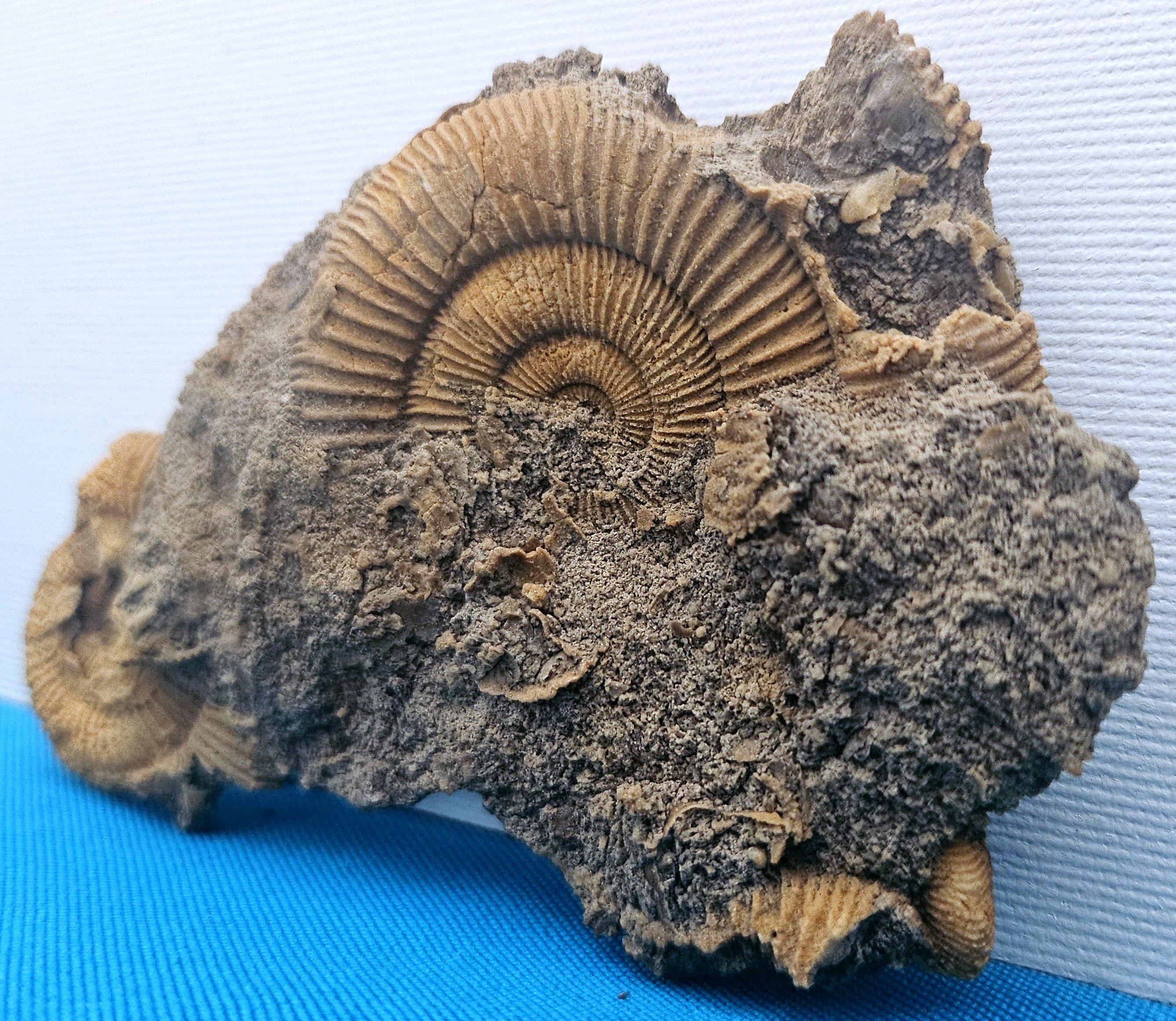 Fósiles naturales de ammonites que emergen de la matriz, especie desconocida Estadounidense en venta