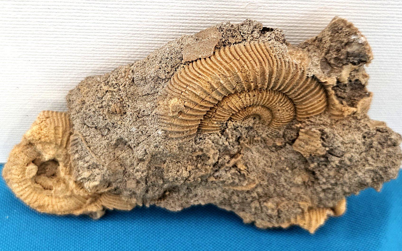 Fósiles naturales de ammonites que emergen de la matriz, especie desconocida Otro en venta