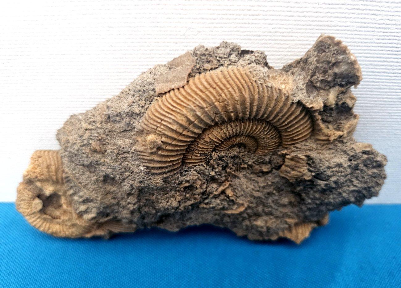 Fósiles naturales de ammonites que emergen de la matriz, especie desconocida en Bueno estado para la venta en Warrenton, OR