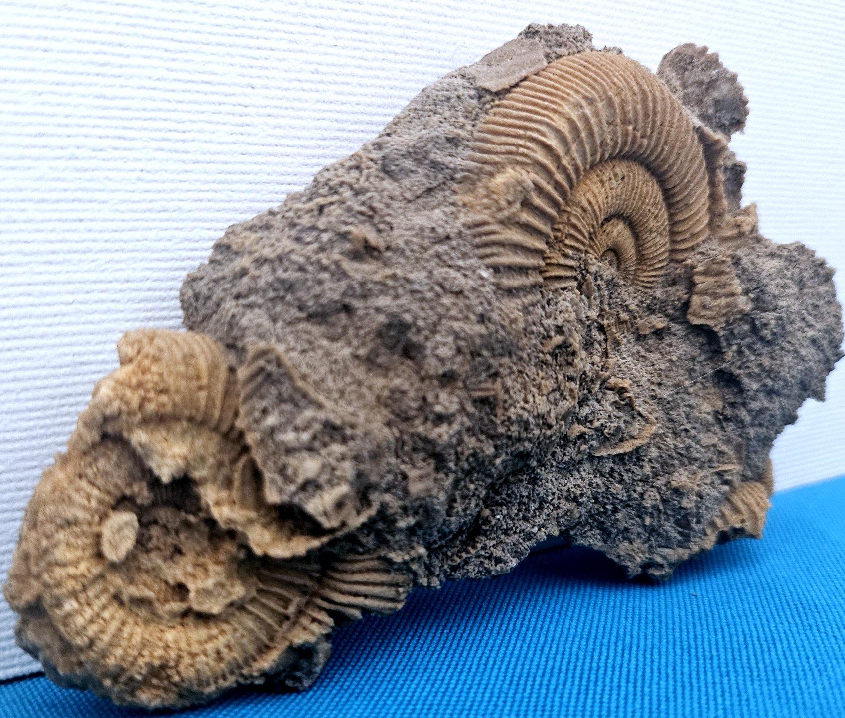 Fósiles naturales de ammonites que emergen de la matriz, especie desconocida siglo XVIII y antes en venta