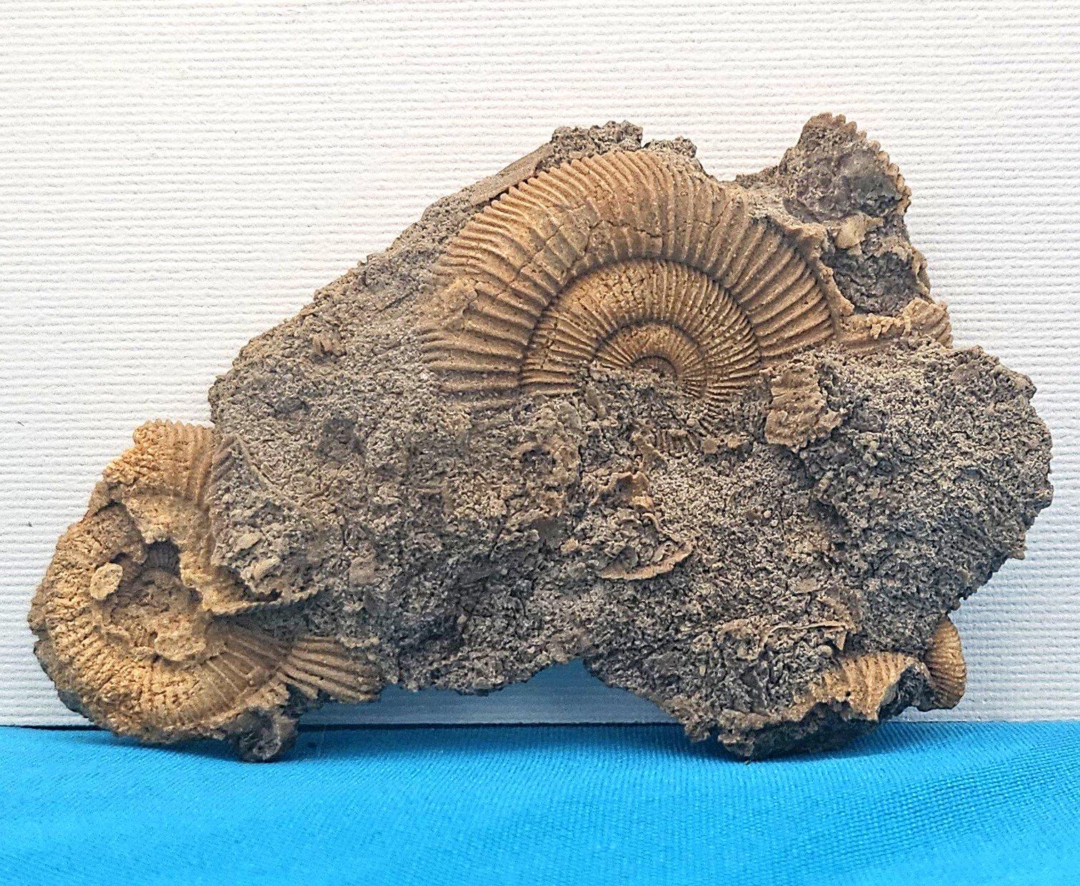 Fósiles naturales de ammonites que emergen de la matriz, especie desconocida Caparazón en venta