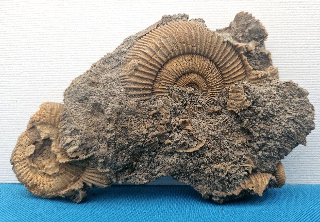 Fósiles naturales de ammonites que emergen de la matriz, especie desconocida en venta 1