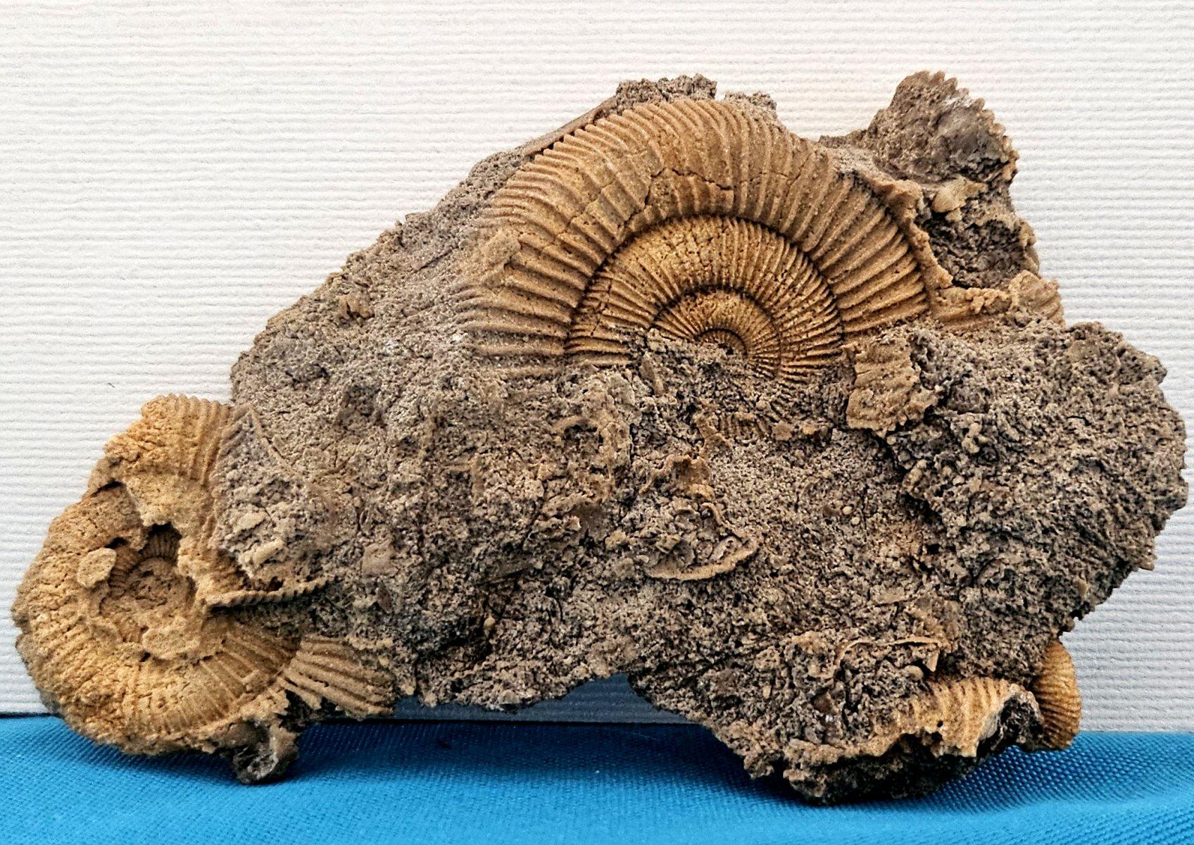 Fósiles naturales de ammonites que emergen de la matriz, especie desconocida en venta