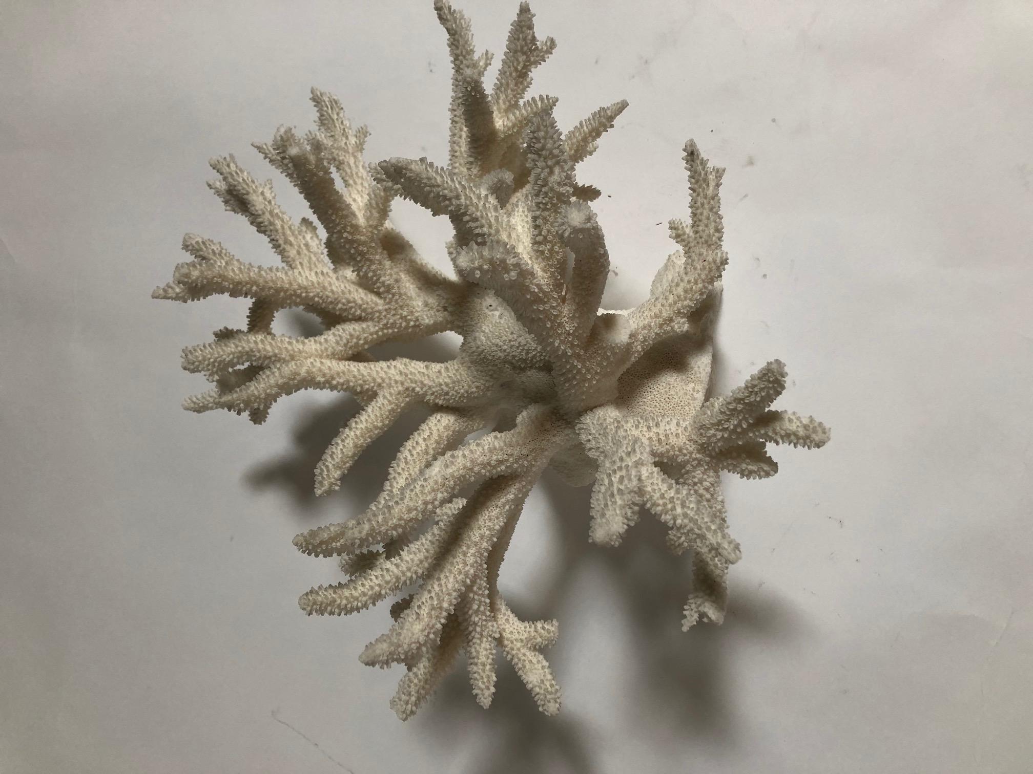 Natural antler coral.