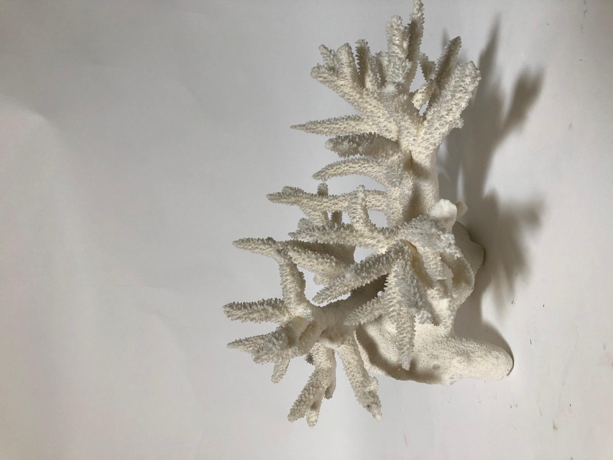 Natural Antler Coral In Good Condition For Sale In Dallas, TX