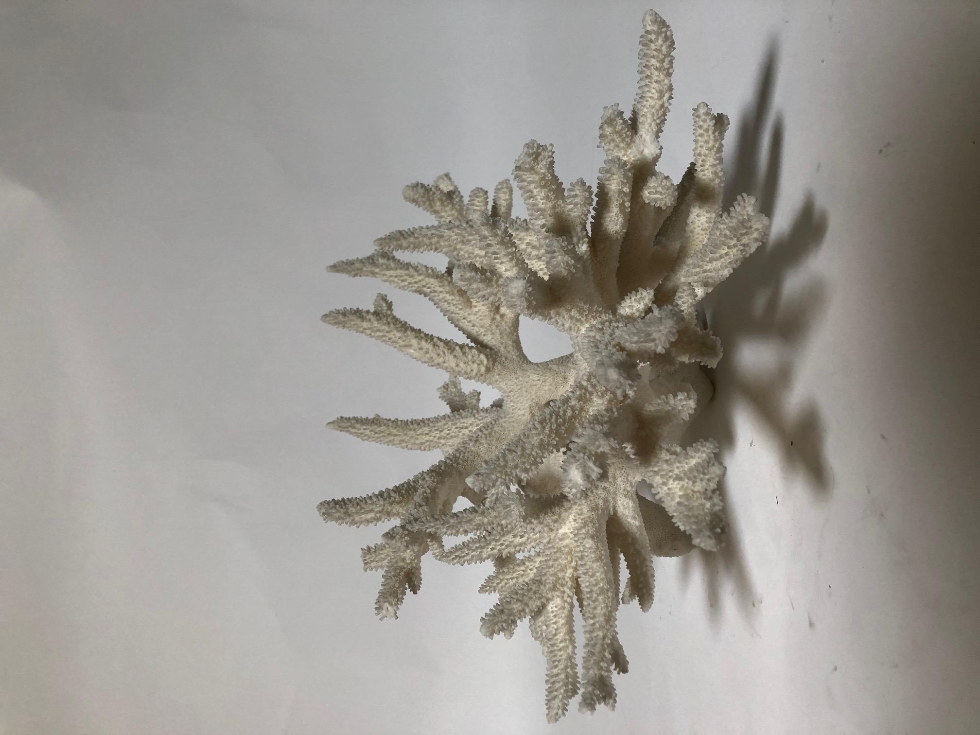 Contemporary Natural Antler Coral For Sale