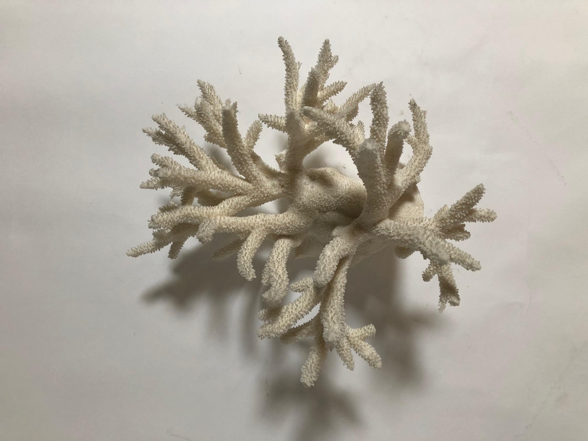 Natural Antler Coral For Sale 1