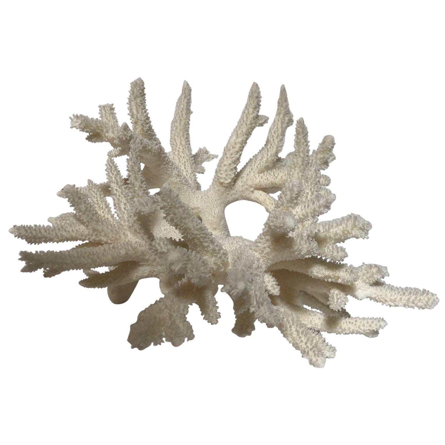 Natural Antler Coral For Sale