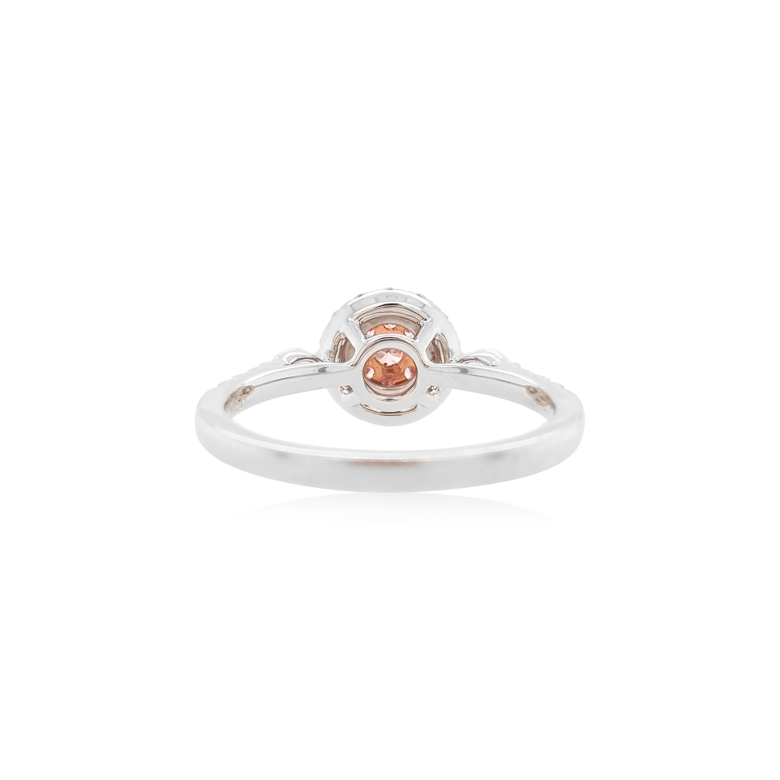 This contemporary platinum ring features exceptional quality Argyle Pink Diamonds at its forefront, surrounded by a halo of glistening white diamonds and a pair of marquise-shaped white diamonds on the shoulders. Set in platinum and 18 Karat Pink
