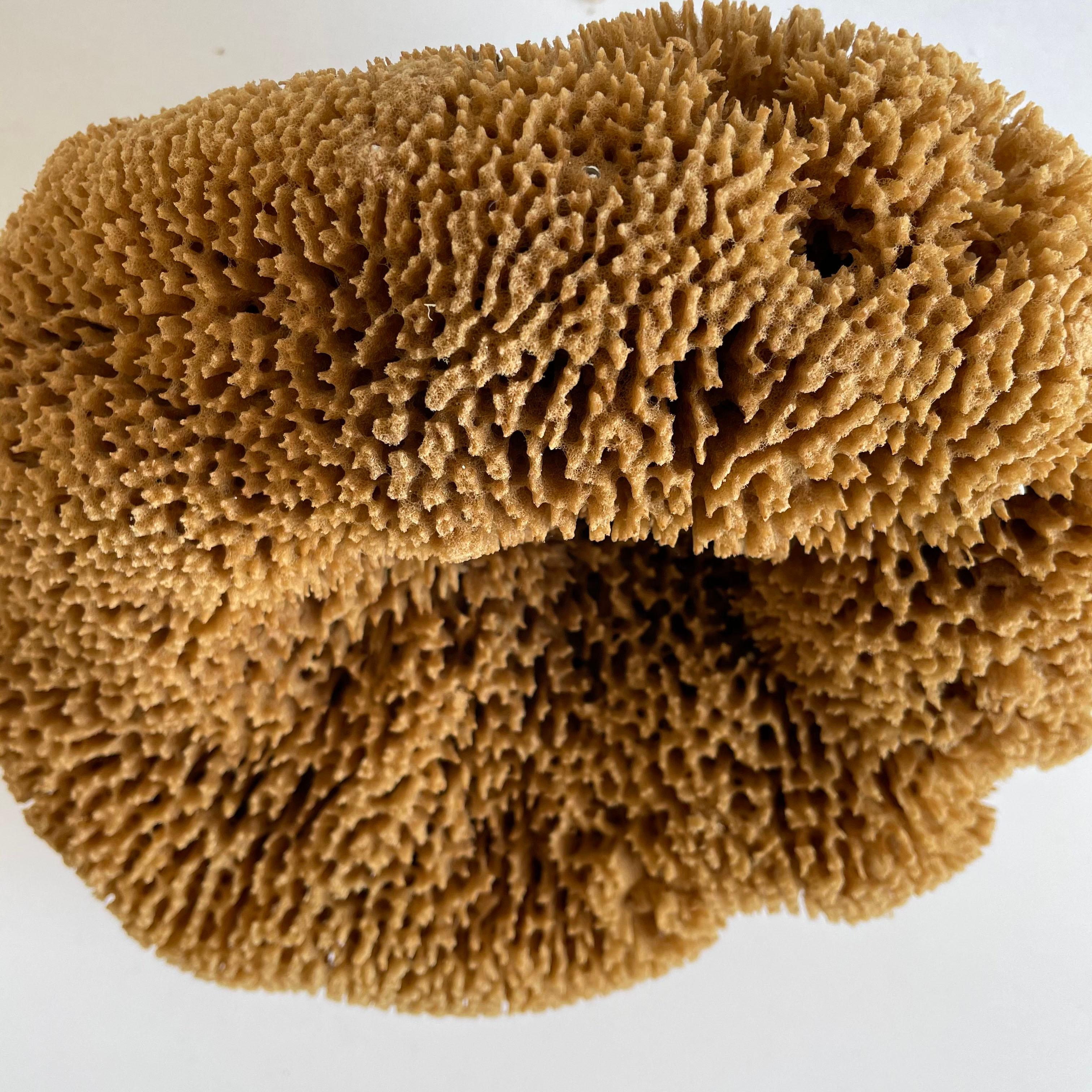 Natural beautiful shaped natural sea sponge
Size 9” x 8” x 5.5”.

 