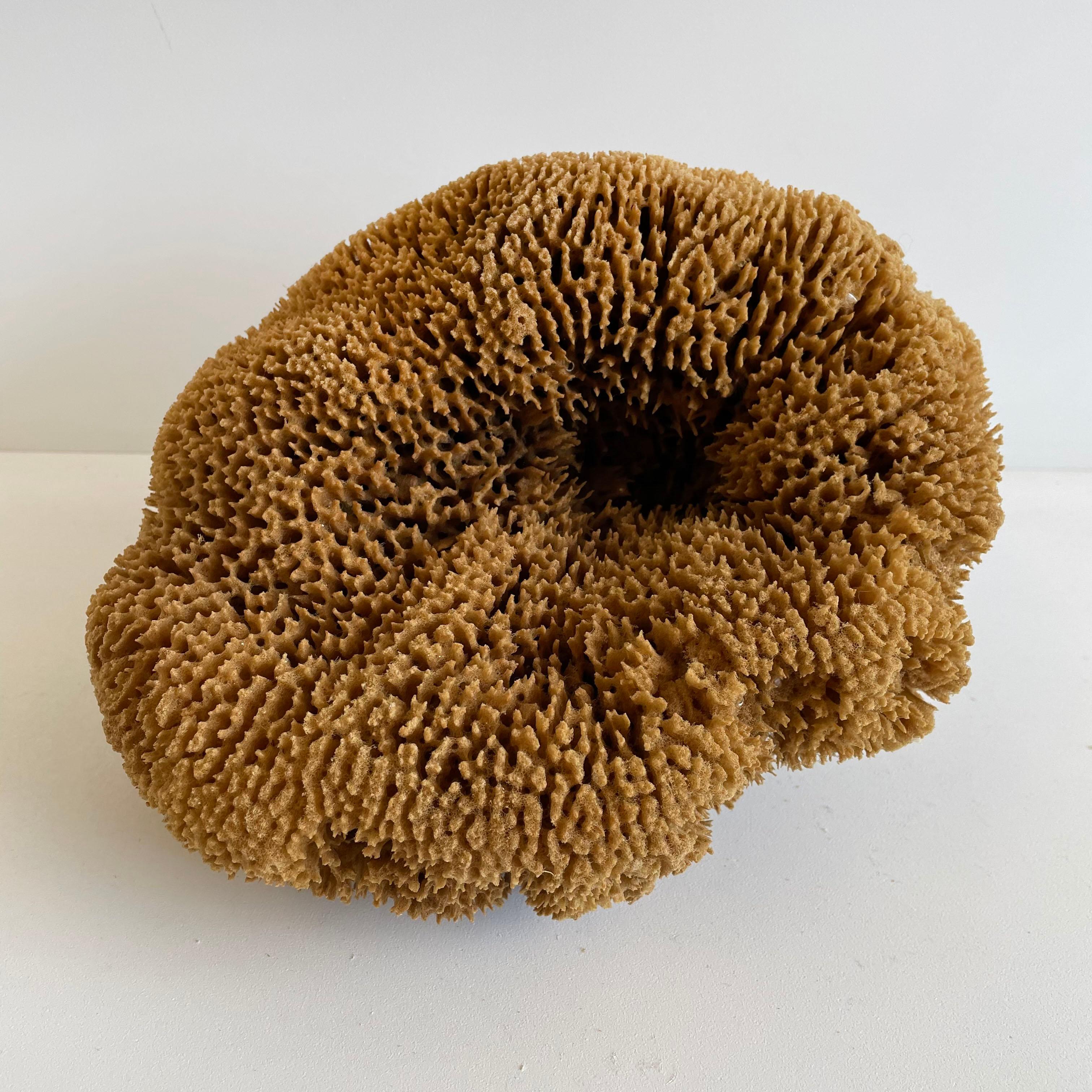 Natural Beautiful Shaped Natural Sea Sponge In Good Condition In Brea, CA