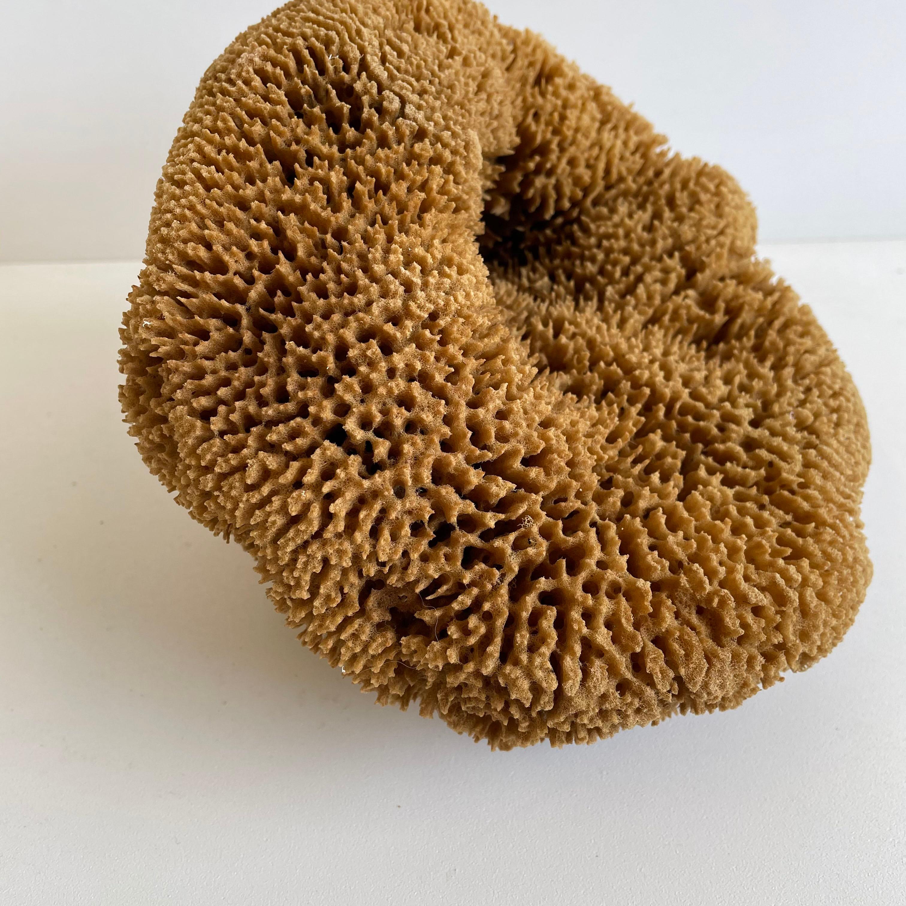 20th Century Natural Beautiful Shaped Natural Sea Sponge