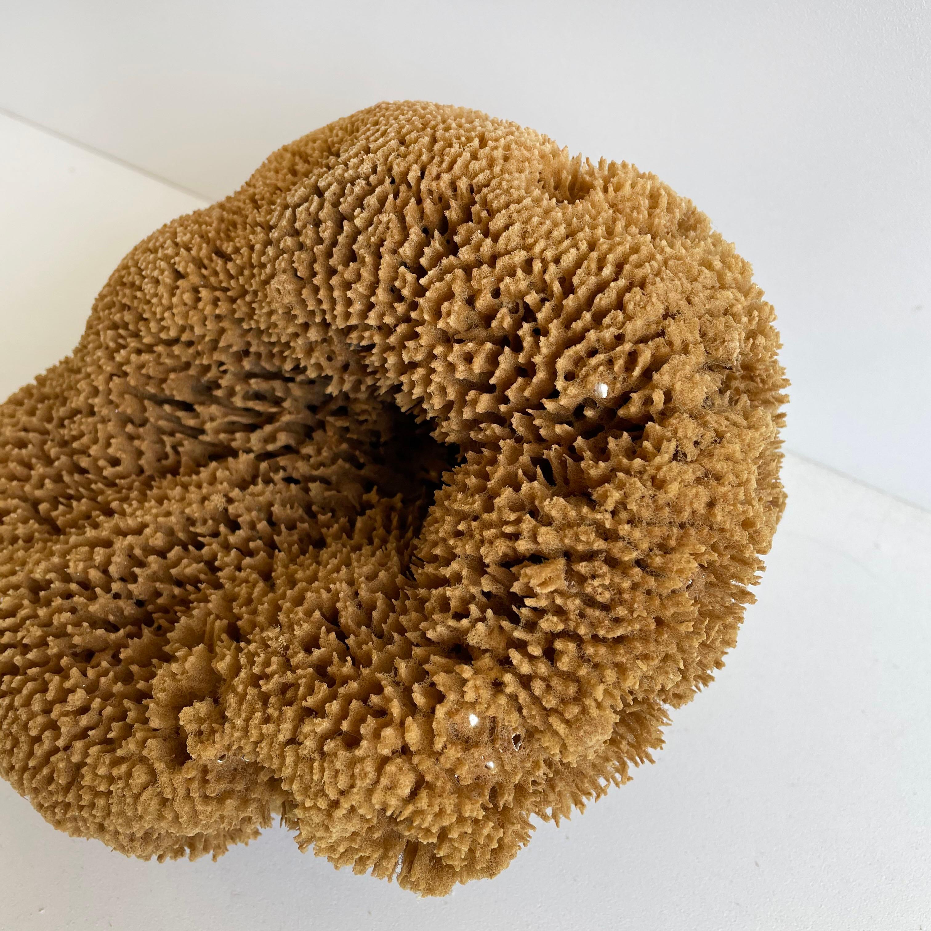Coral Natural Beautiful Shaped Natural Sea Sponge