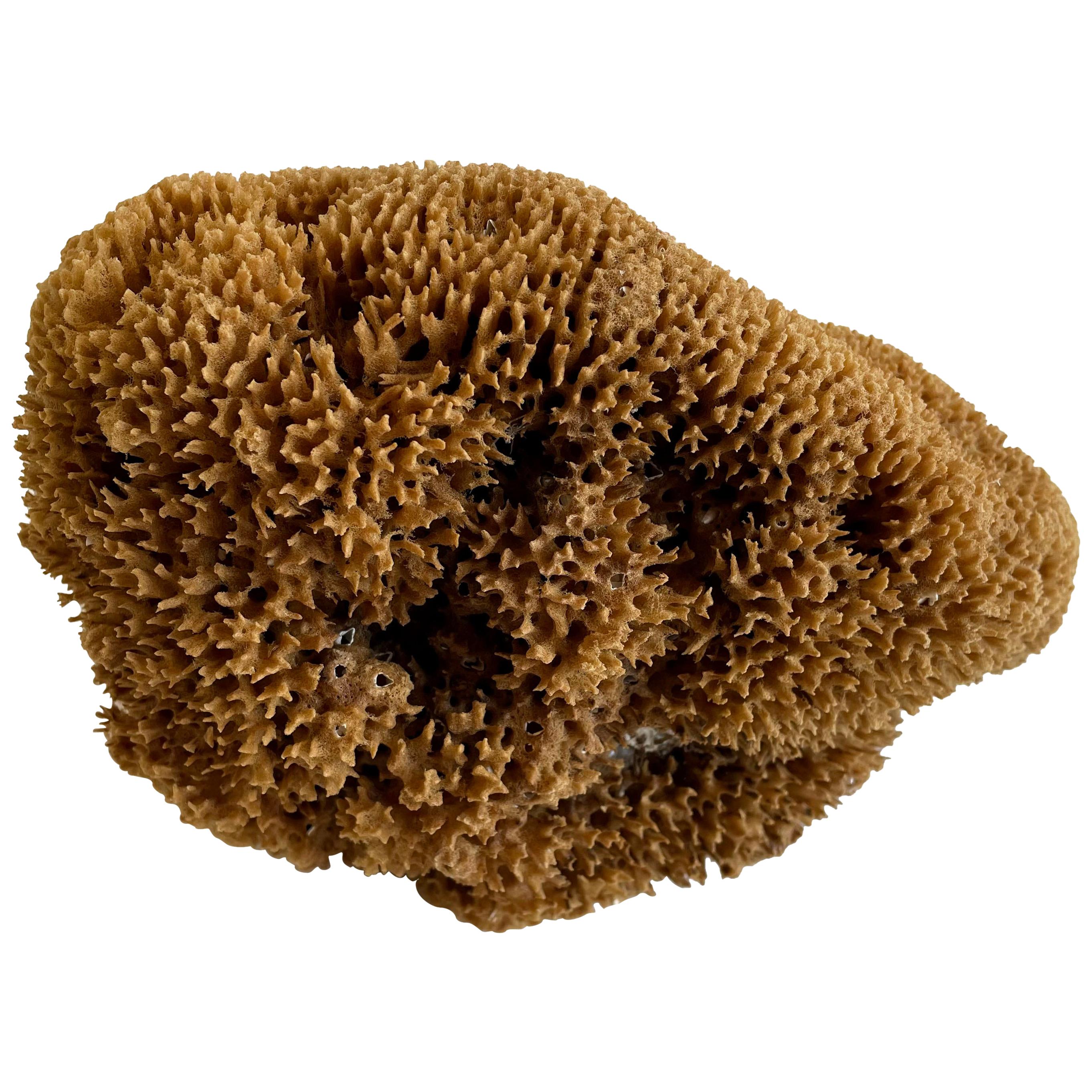 Natural Beautiful Shaped Natural Sea Sponge