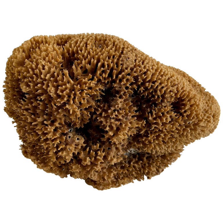 Natural Beautiful Shaped Natural Sea Sponge at 1stDibs