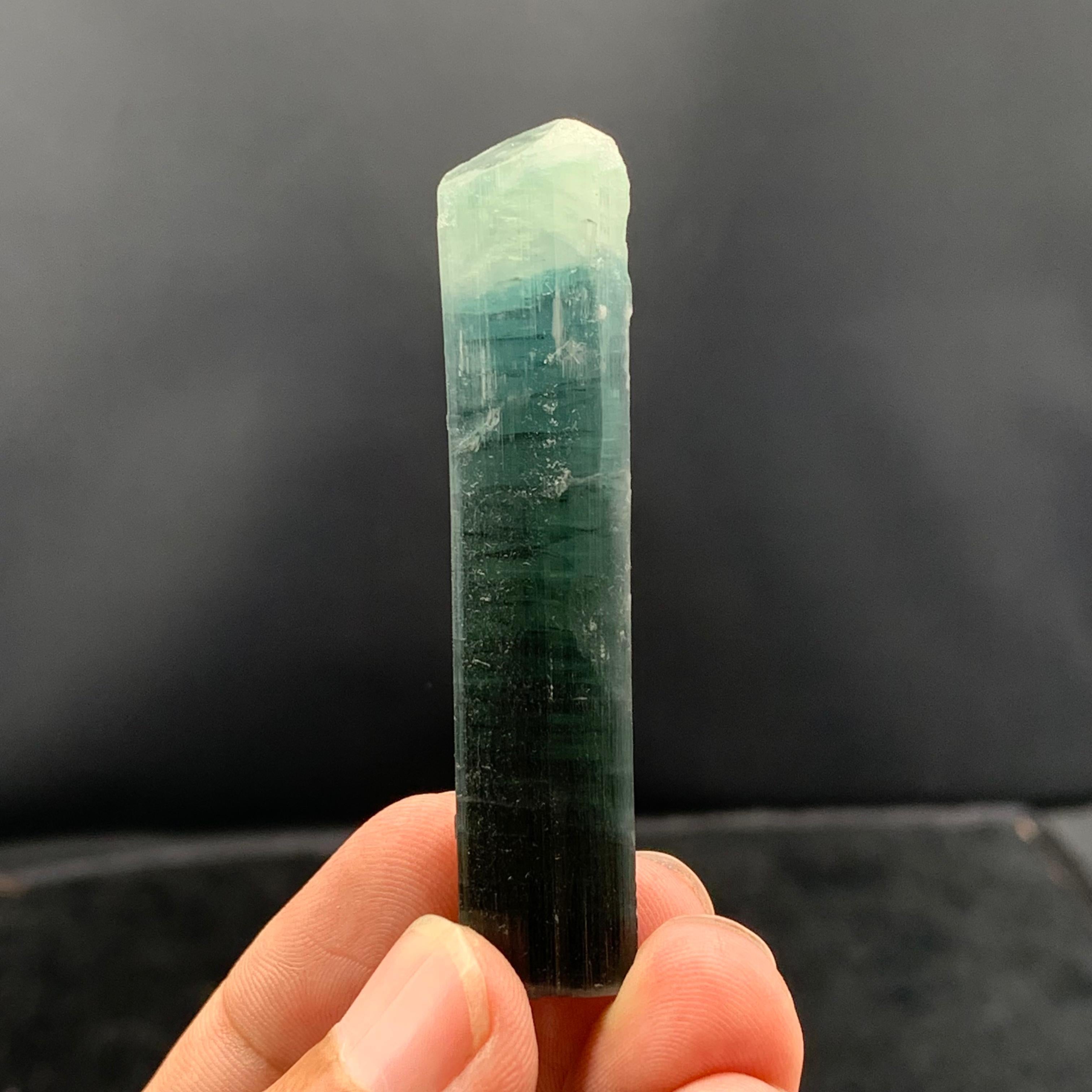 DESCRIZIONE:

Tipo di esemplare: Cristallo di tormalina bicolore
Peso: 20,97 grammi
Dimensioni: H: 6,3 x L: 1,4 x P: 1,2 cm
Origine: Afghanistan 
Trattamento: Nessuno

DESCRIZIONE: 

Questo cristallo di tormalina bicolore mozzafiato, proveniente