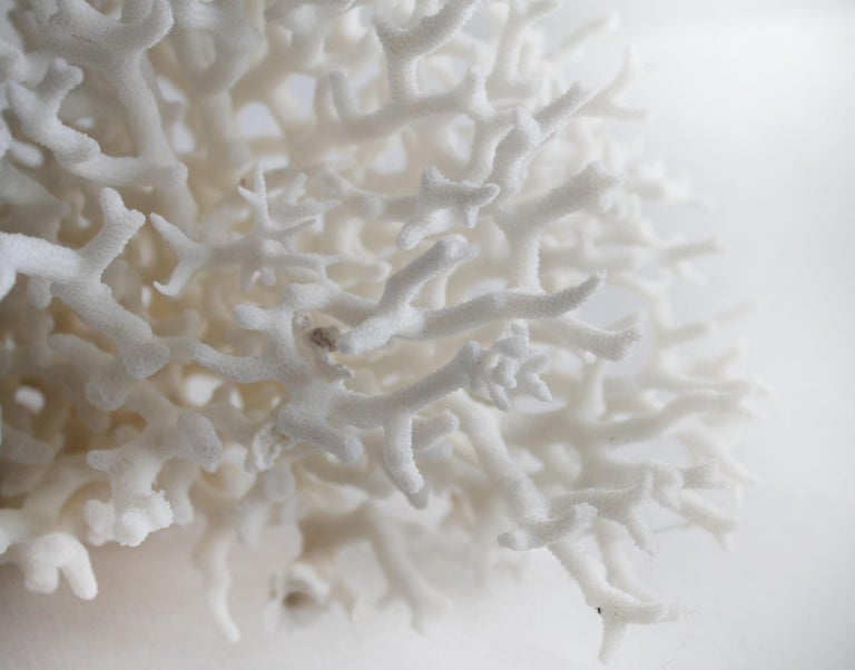 summit white bleached coral
