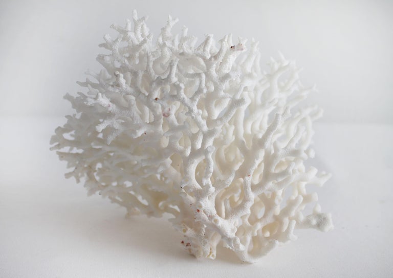summit white bleached coral