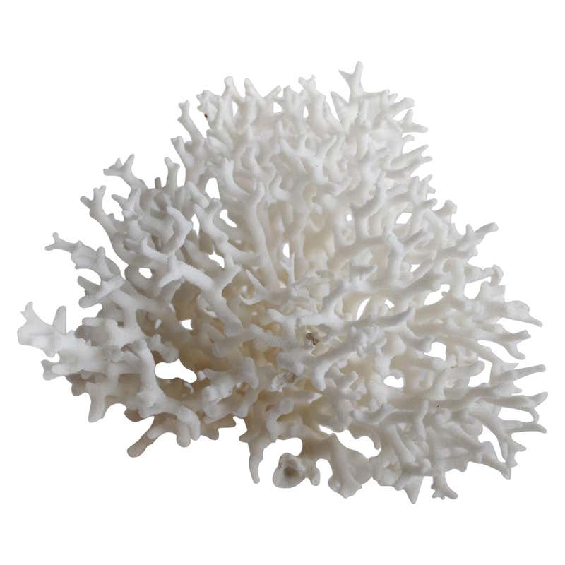 Natural Birds Nest Real Bleached White Coral at 1stDibs | real white coral, real coral for sale