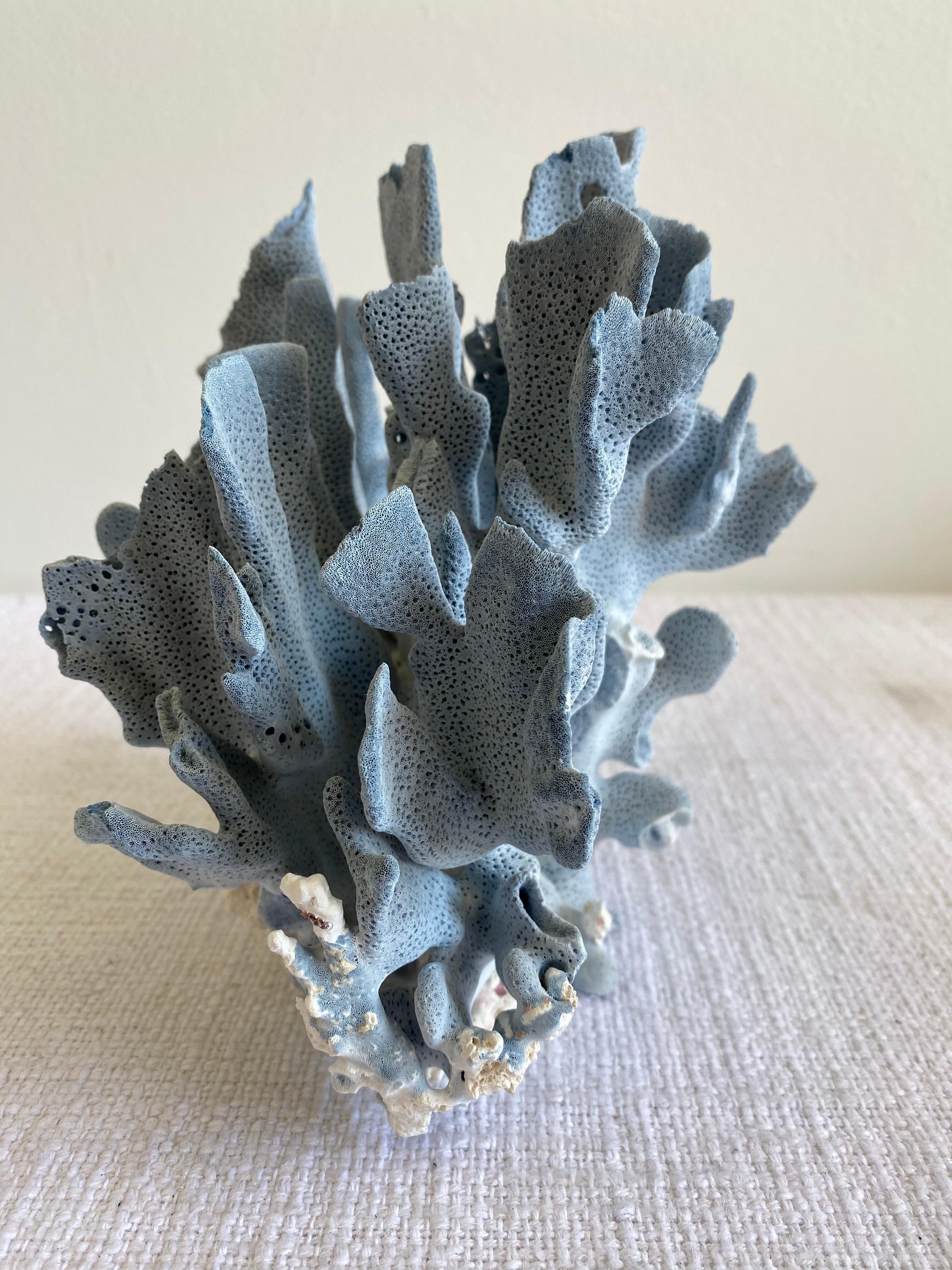 Beautiful natural colored blue coral.
This coral is real, not faux, and color is natural, not dyed.
Size: 9
