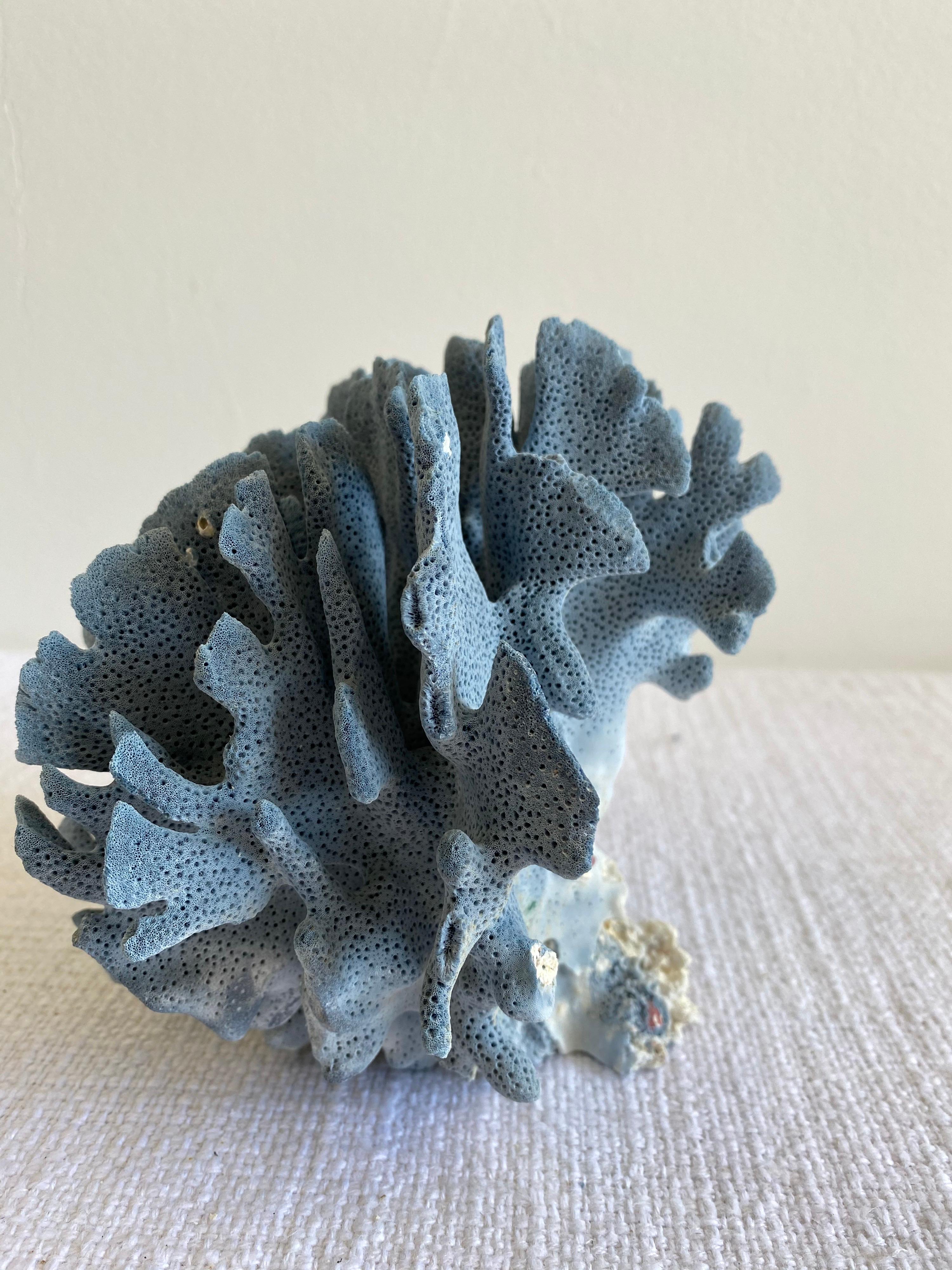 Beautiful natural colored blue coral.
This coral is real, not faux, and color is natural, not dyed.
Size: 7
