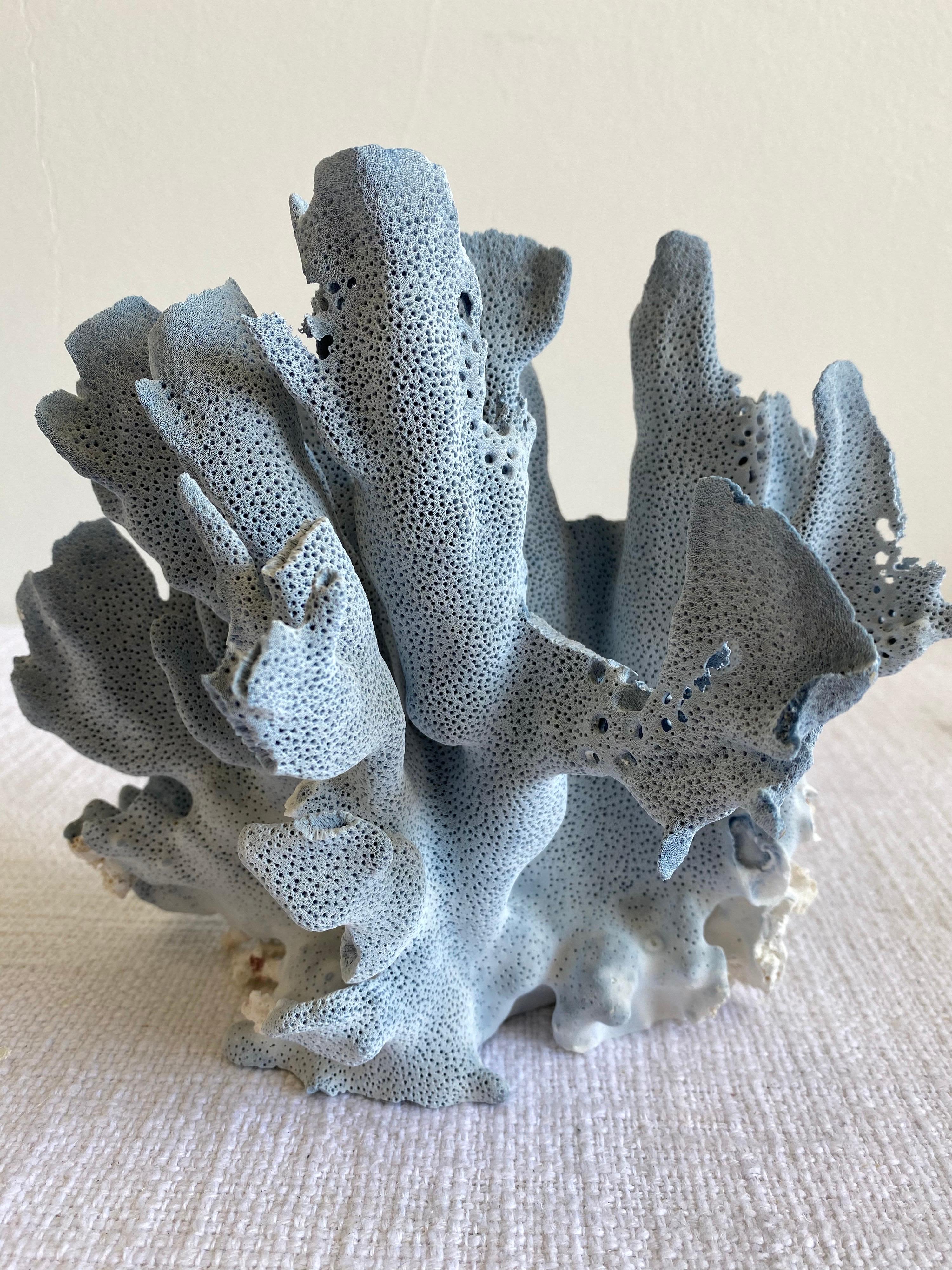 blue ridge coral for sale